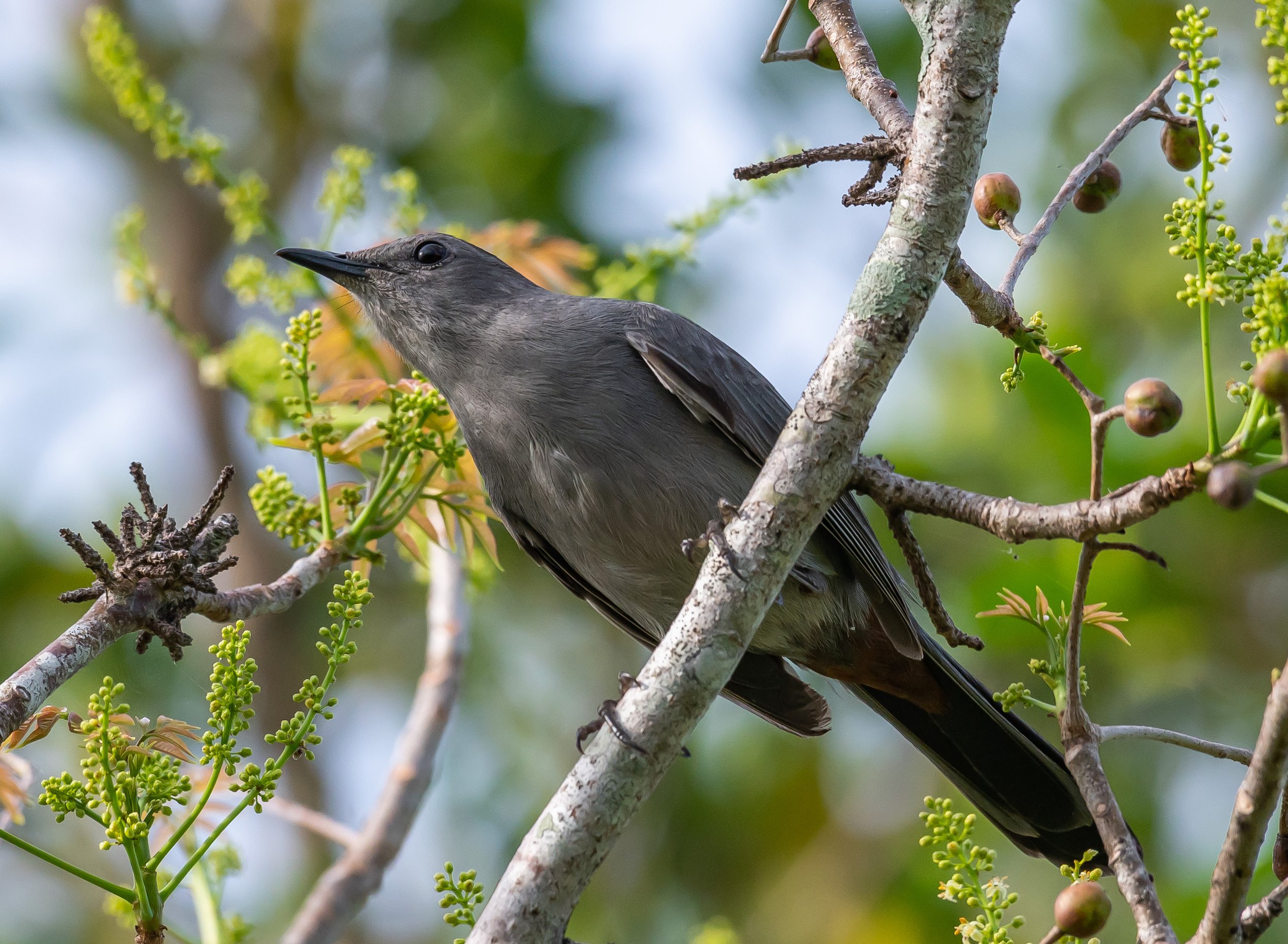 Gray Catbird