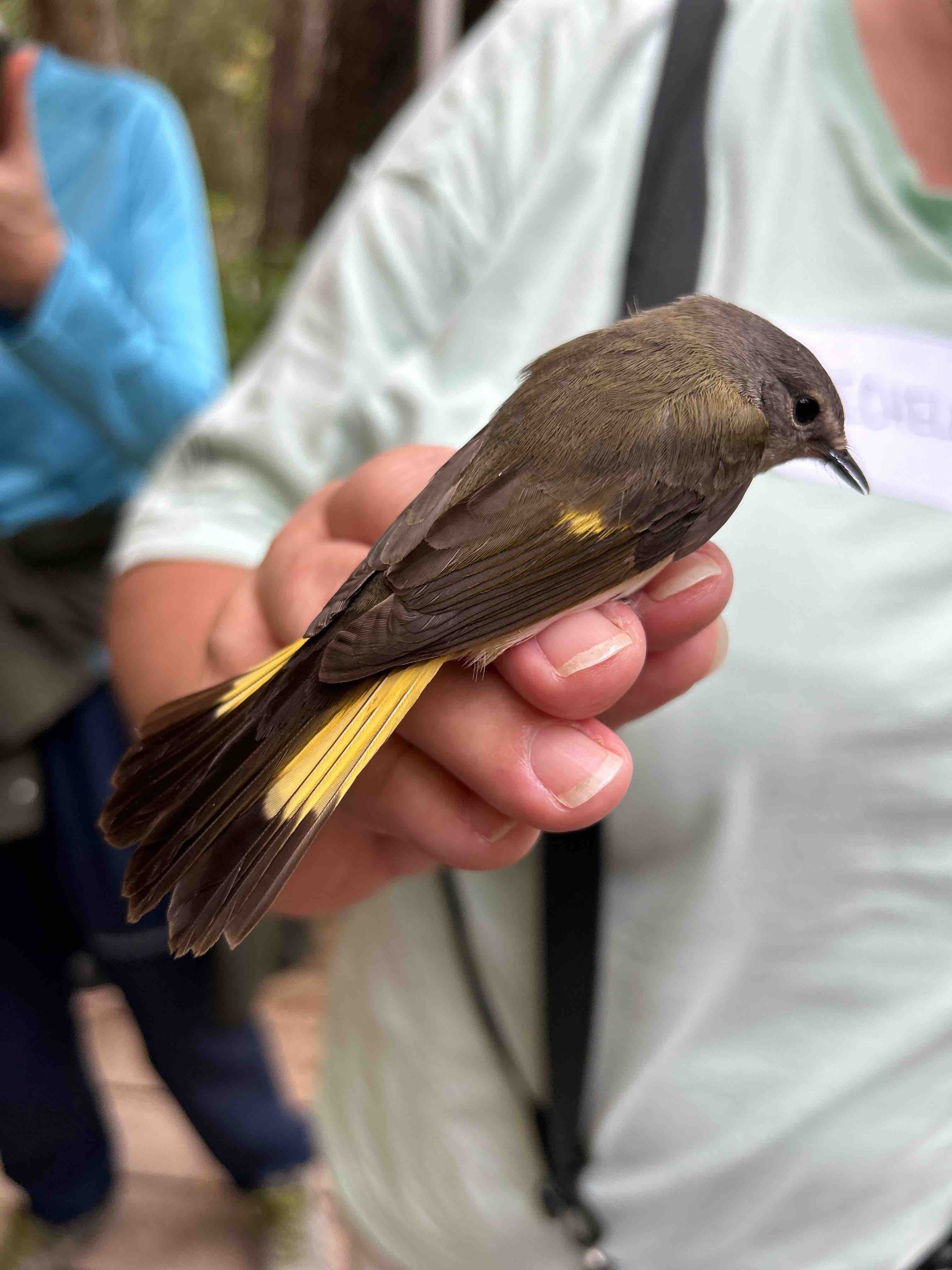 American Redstart.jpg