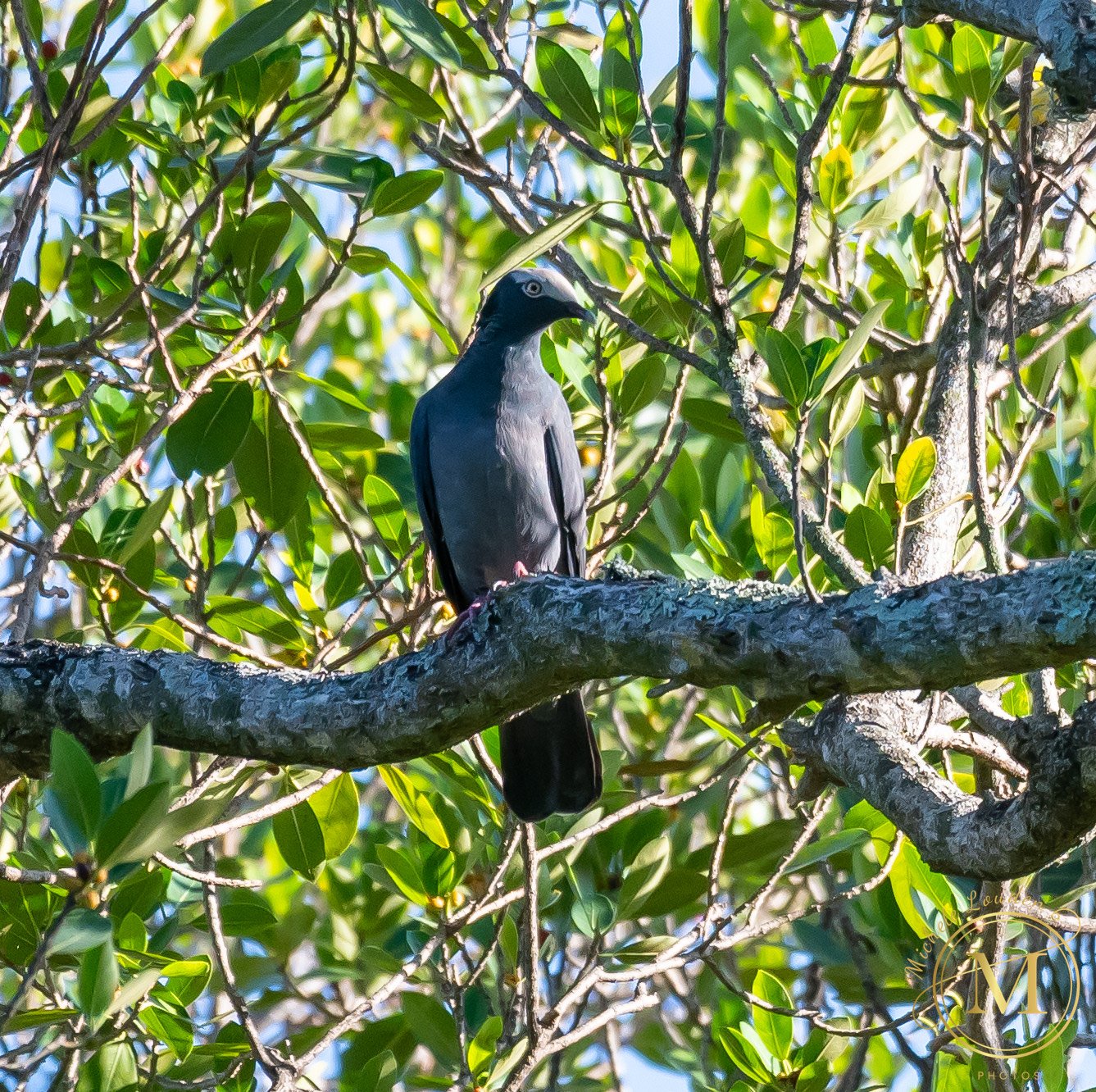 White-crowned Pigeon by Michele Louden 