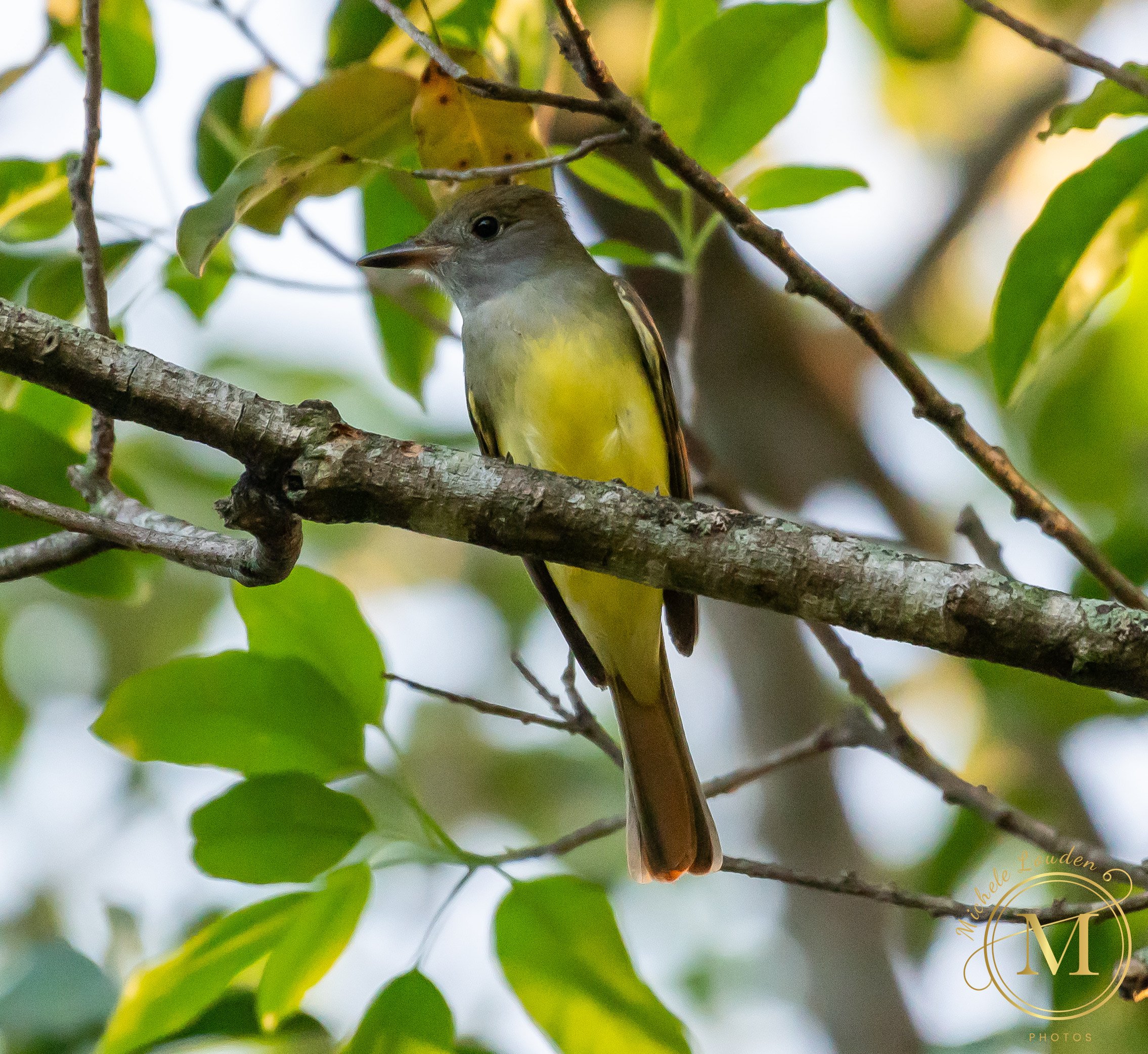 Great Crested Flycatcher by Michele Louden 