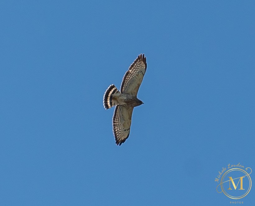  Broad-winged Hawk by Michele Louden 