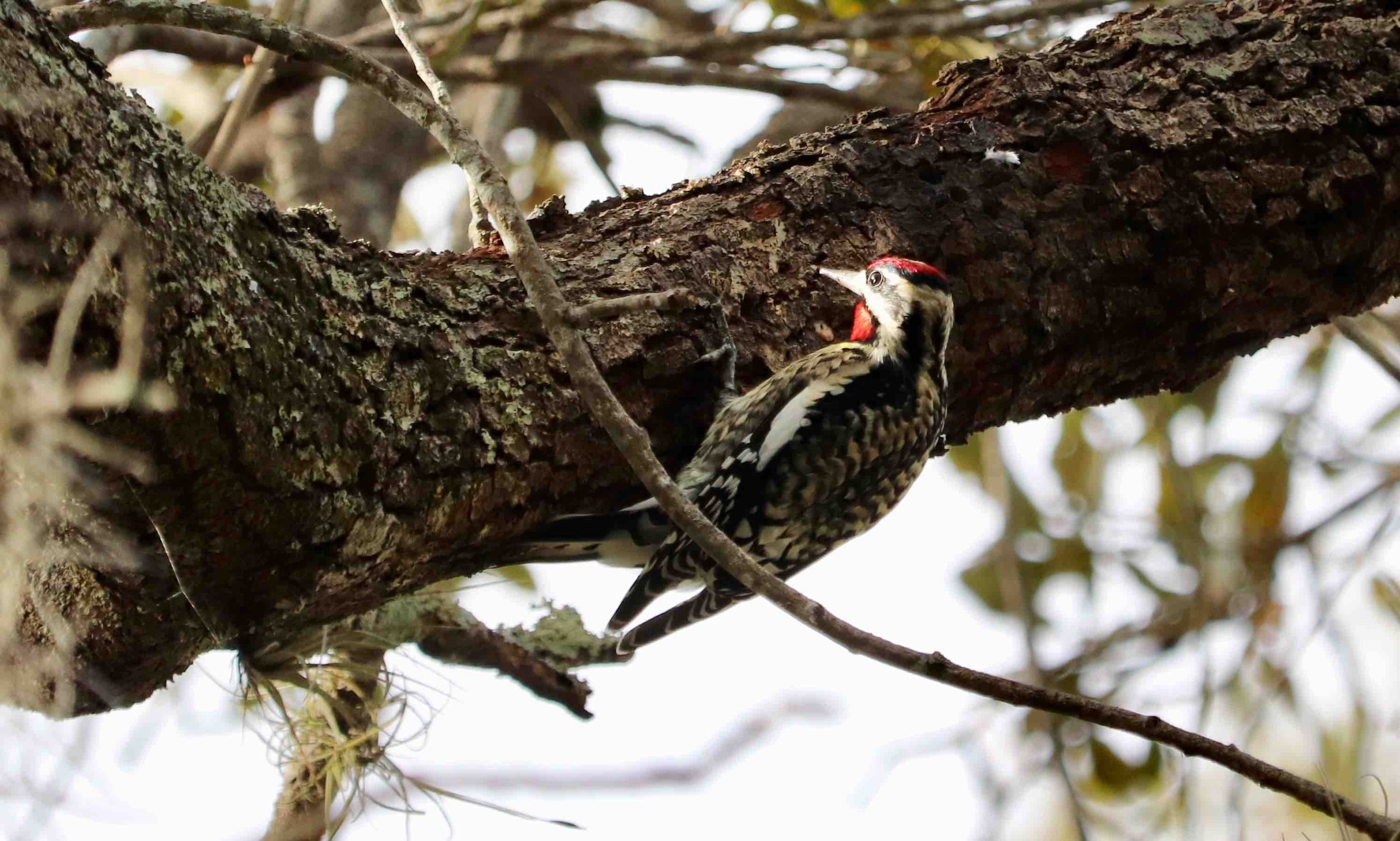  Yellow-bellied Sapsucker by Ana Lima 