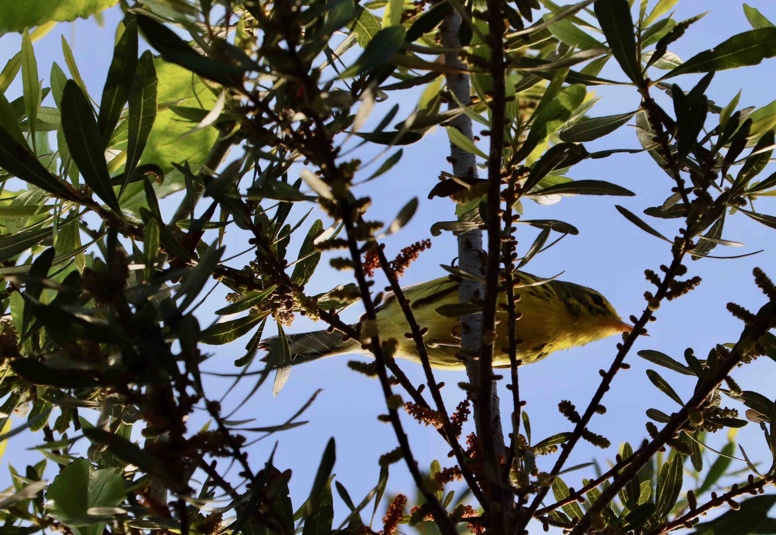 Prairie Warbler