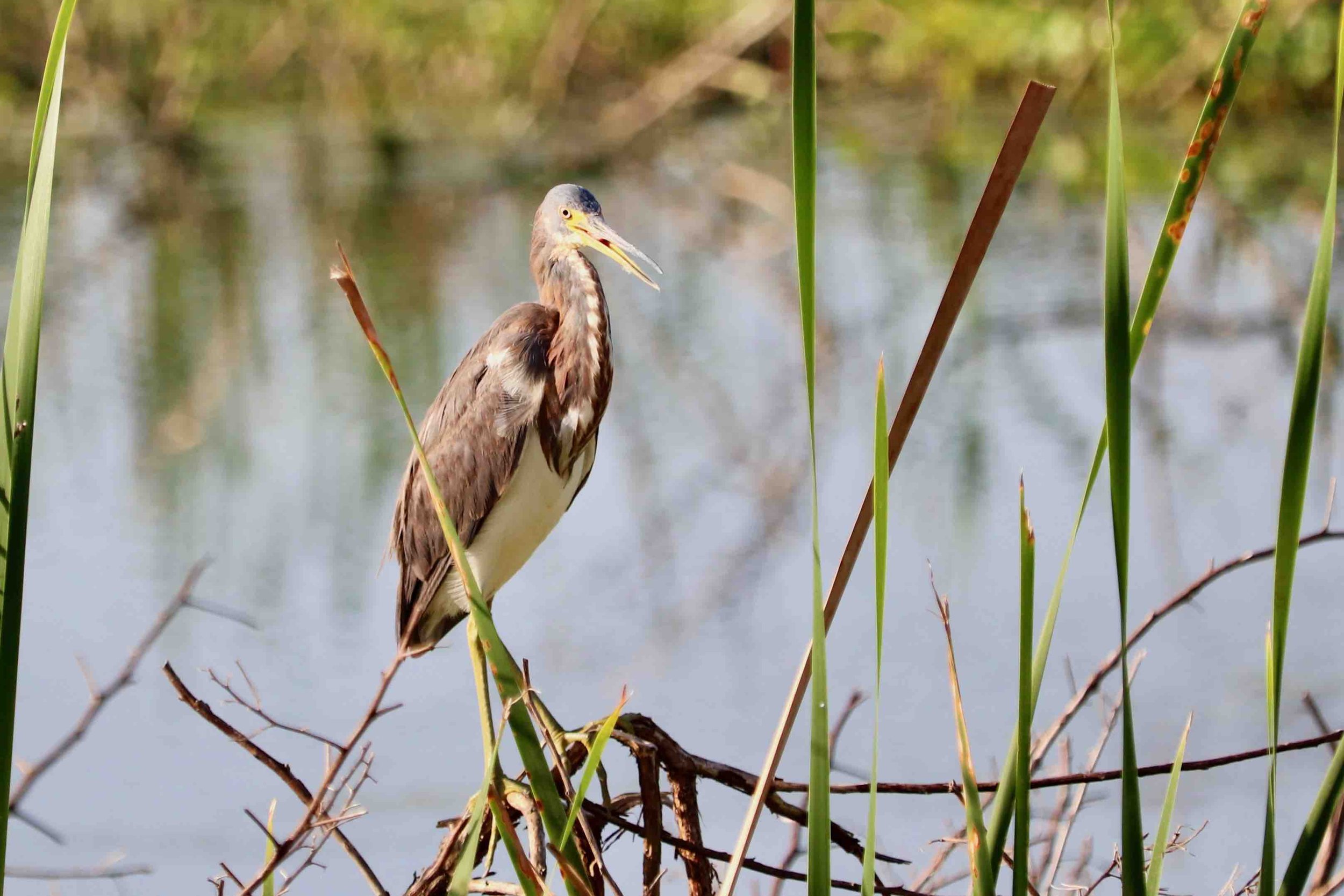 Tricolored Heron