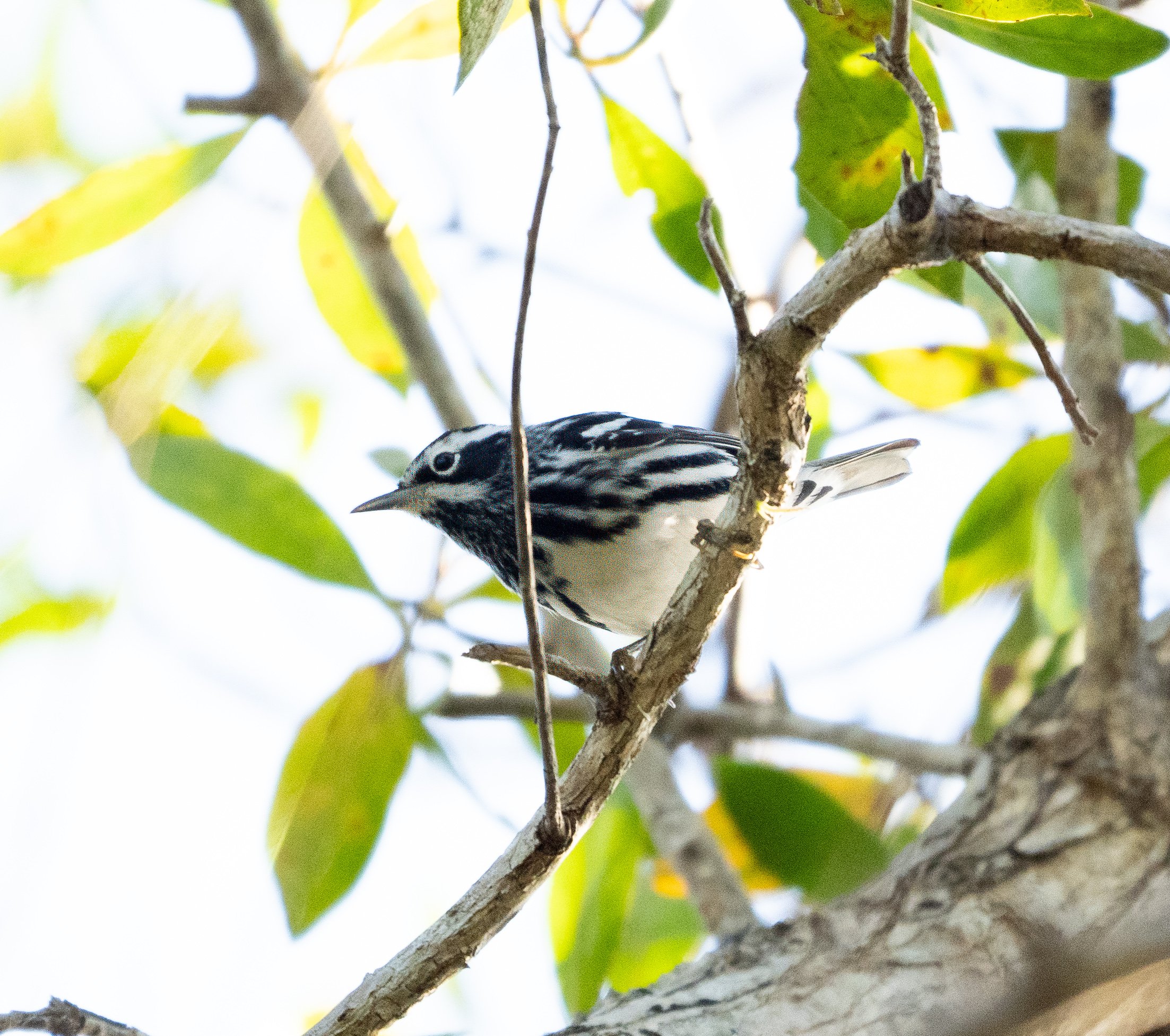 Black-and-white Warbler by Jackie Hassine
