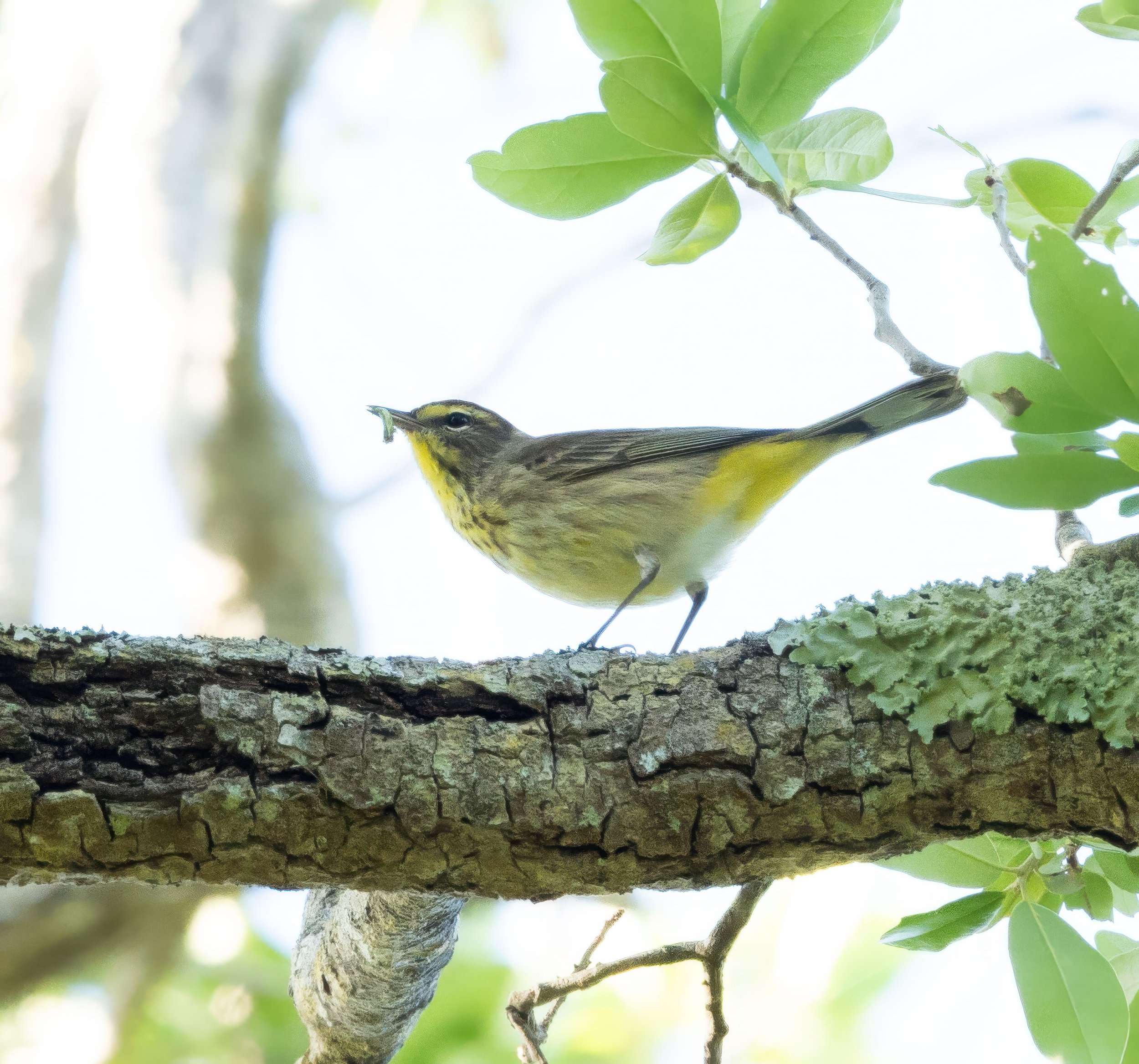 Cape May Warbler by Jackie Hassine