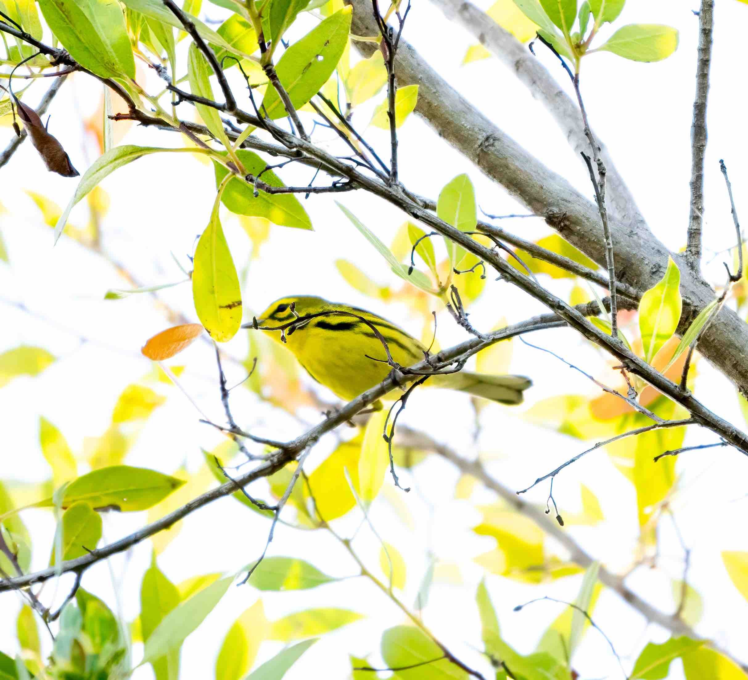 Prairie Warbler by Jackie Hassine