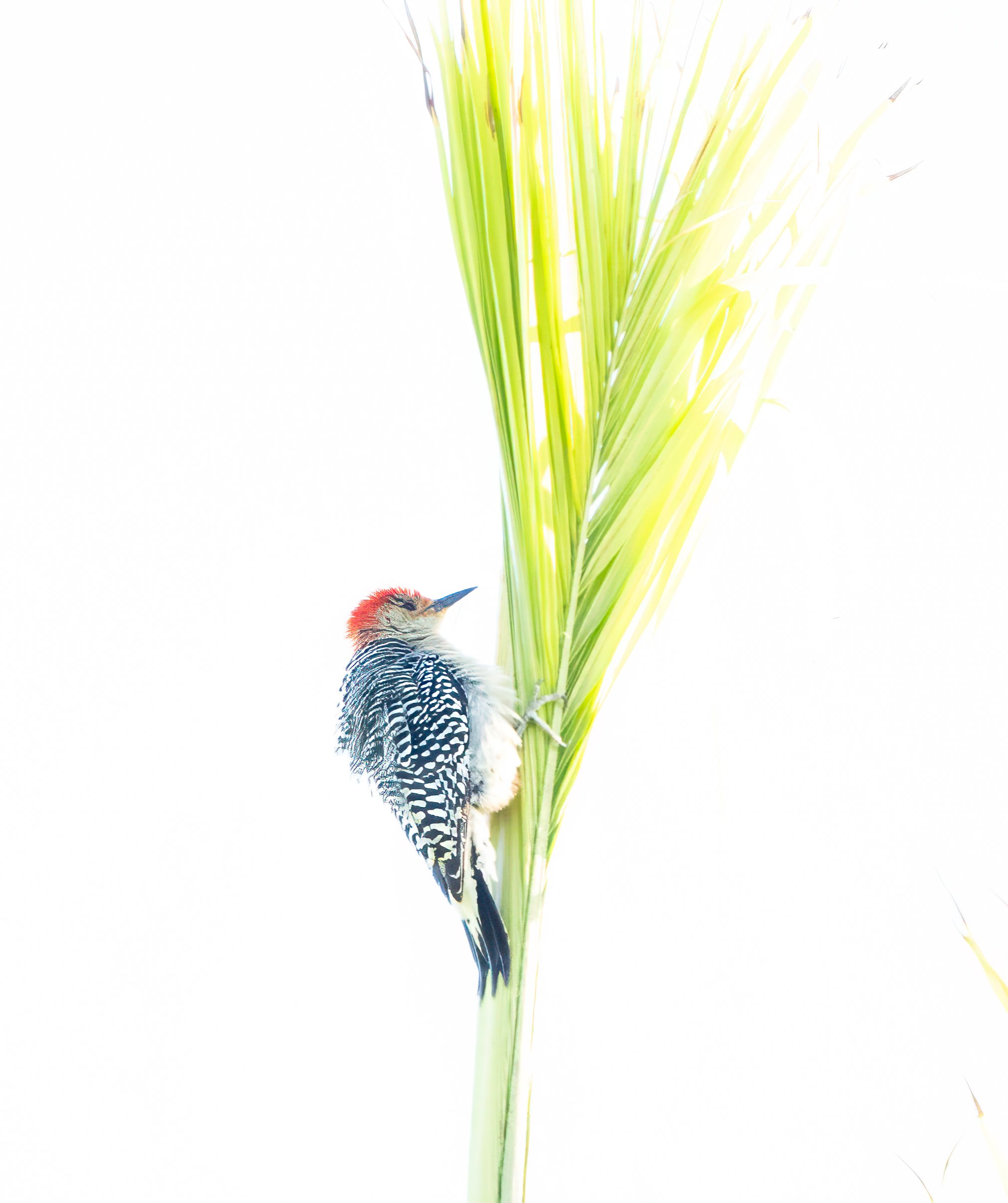 Red-bellied Woodpecker by Jackie Hassine