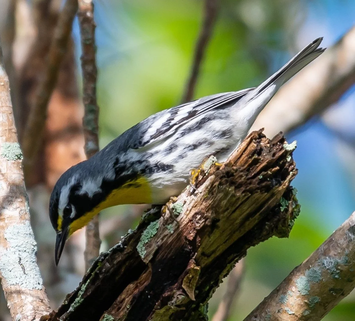 Kendall Indian Hammocks Park Field Trip 
