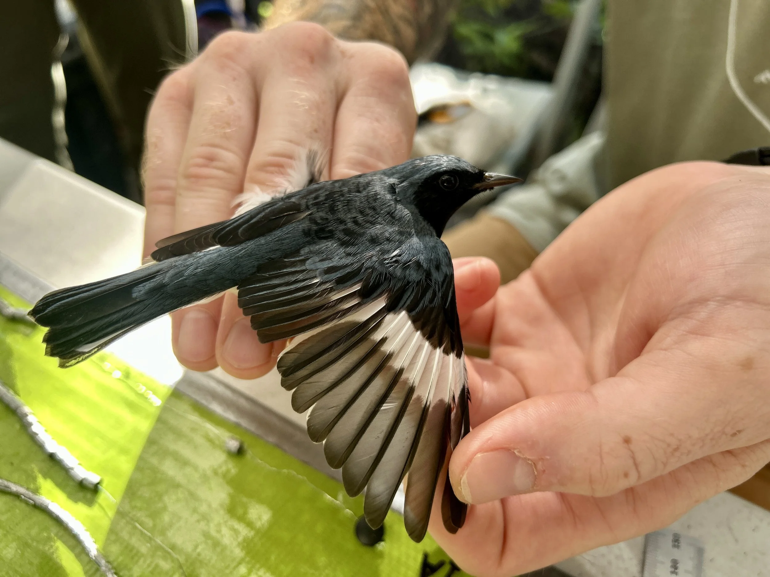 Black-throated Blue warbler