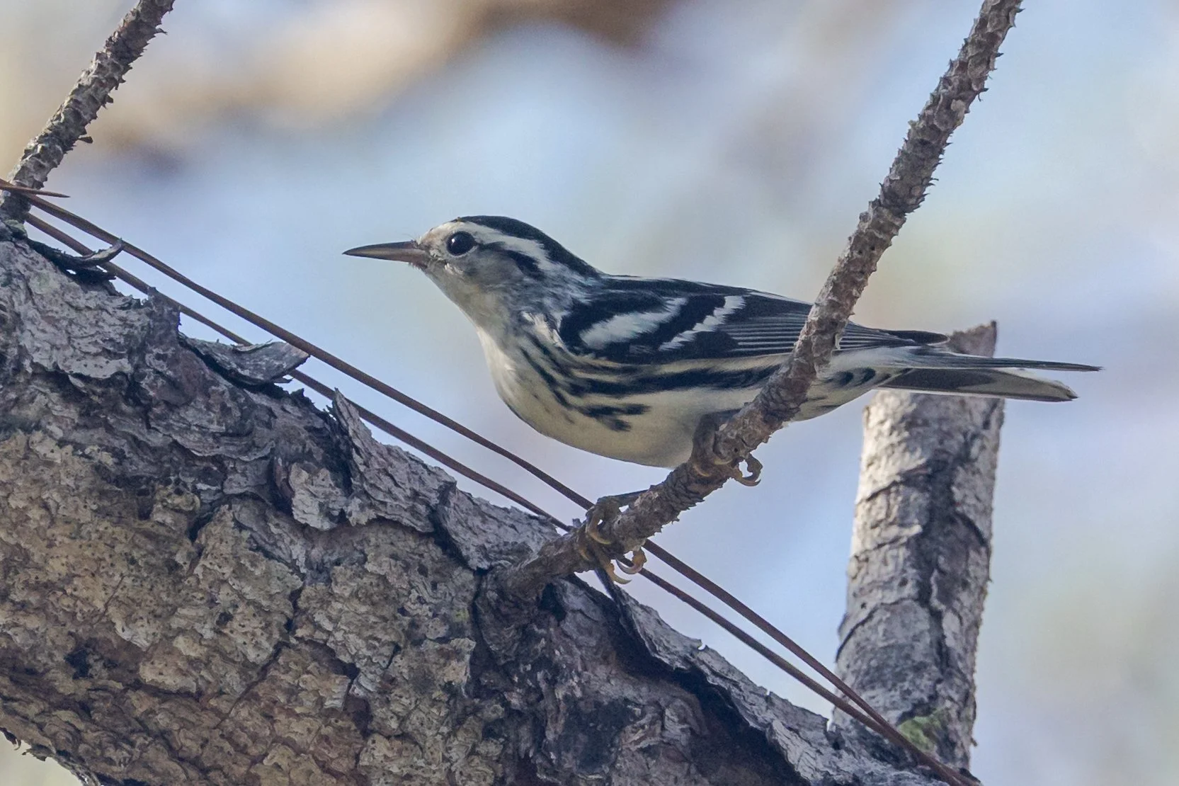  Black-and-white Warbler by Carmit Teicher 