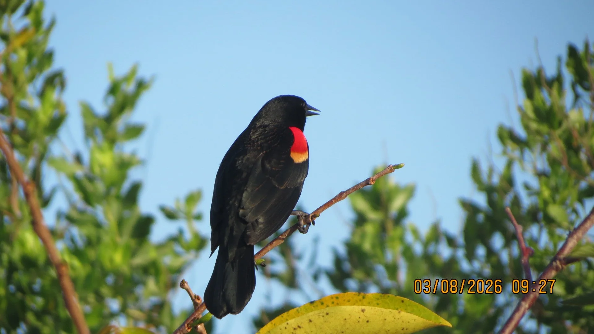  Red-winged Blackbird by Linda Koenigsberg&nbsp; 