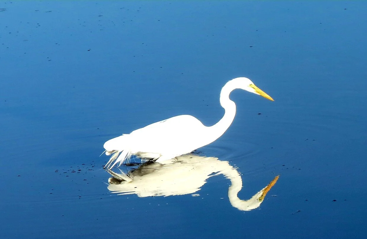  Great Egreat by Linda Koenigsberg&nbsp; 