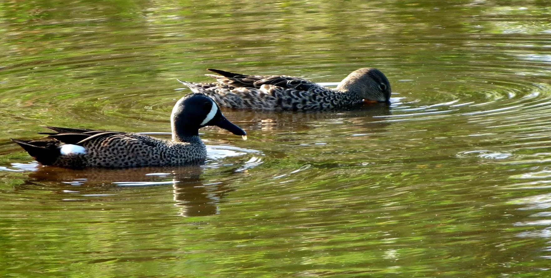  Blue-winged Teal by Linda Koenigsberg&nbsp; 