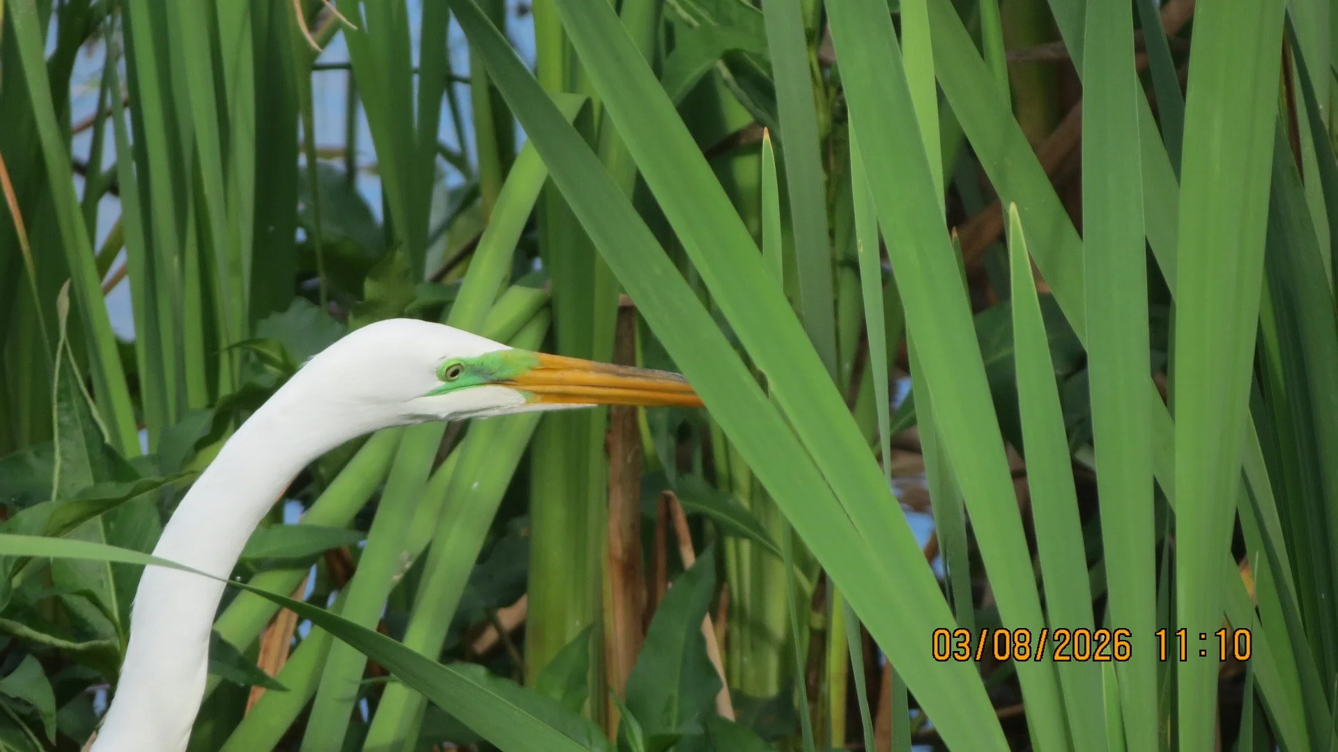  Great Egret by Linda Koenigsberg&nbsp; 