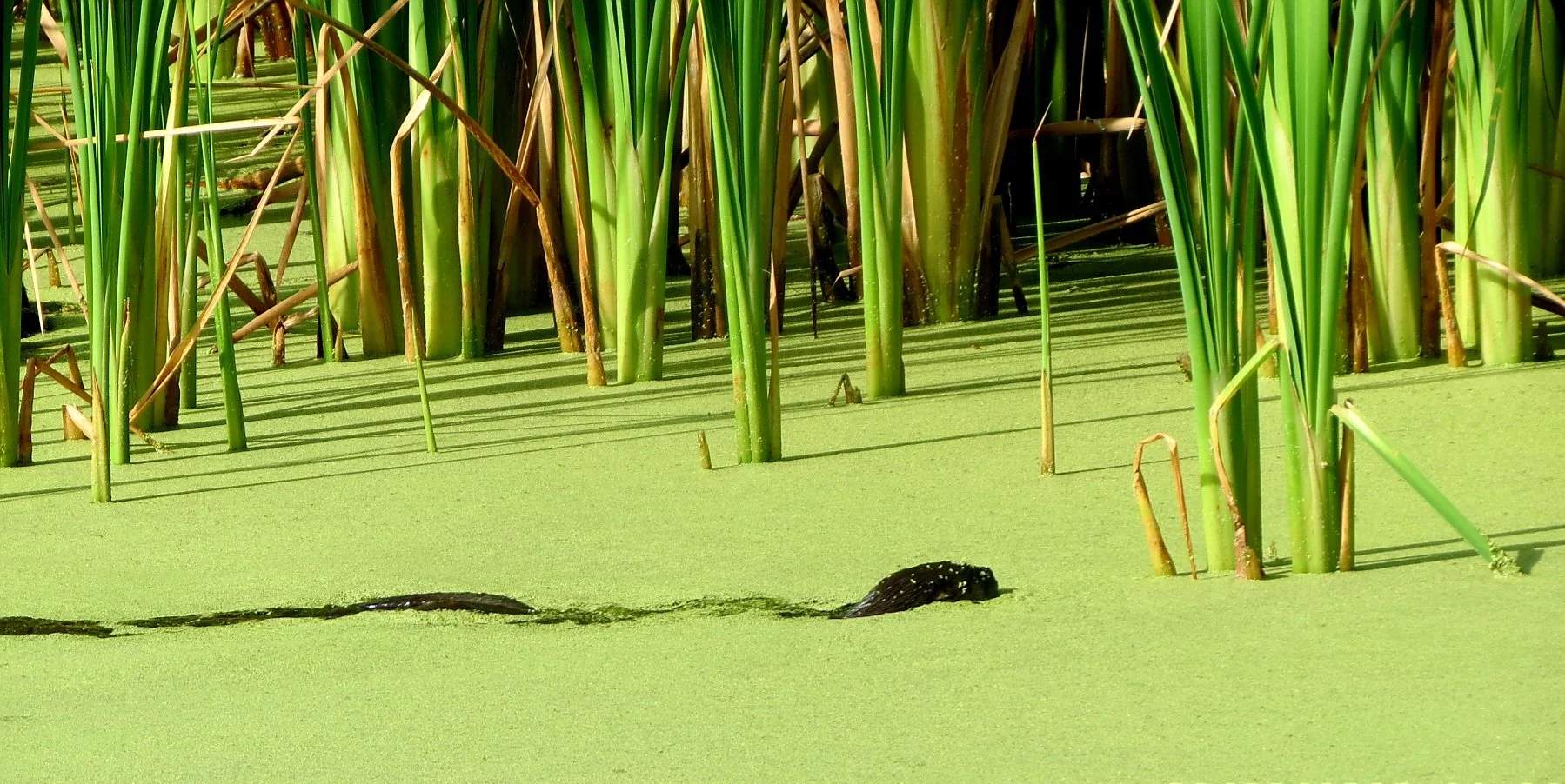  Otters by Linda Koenigsberg&nbsp; 