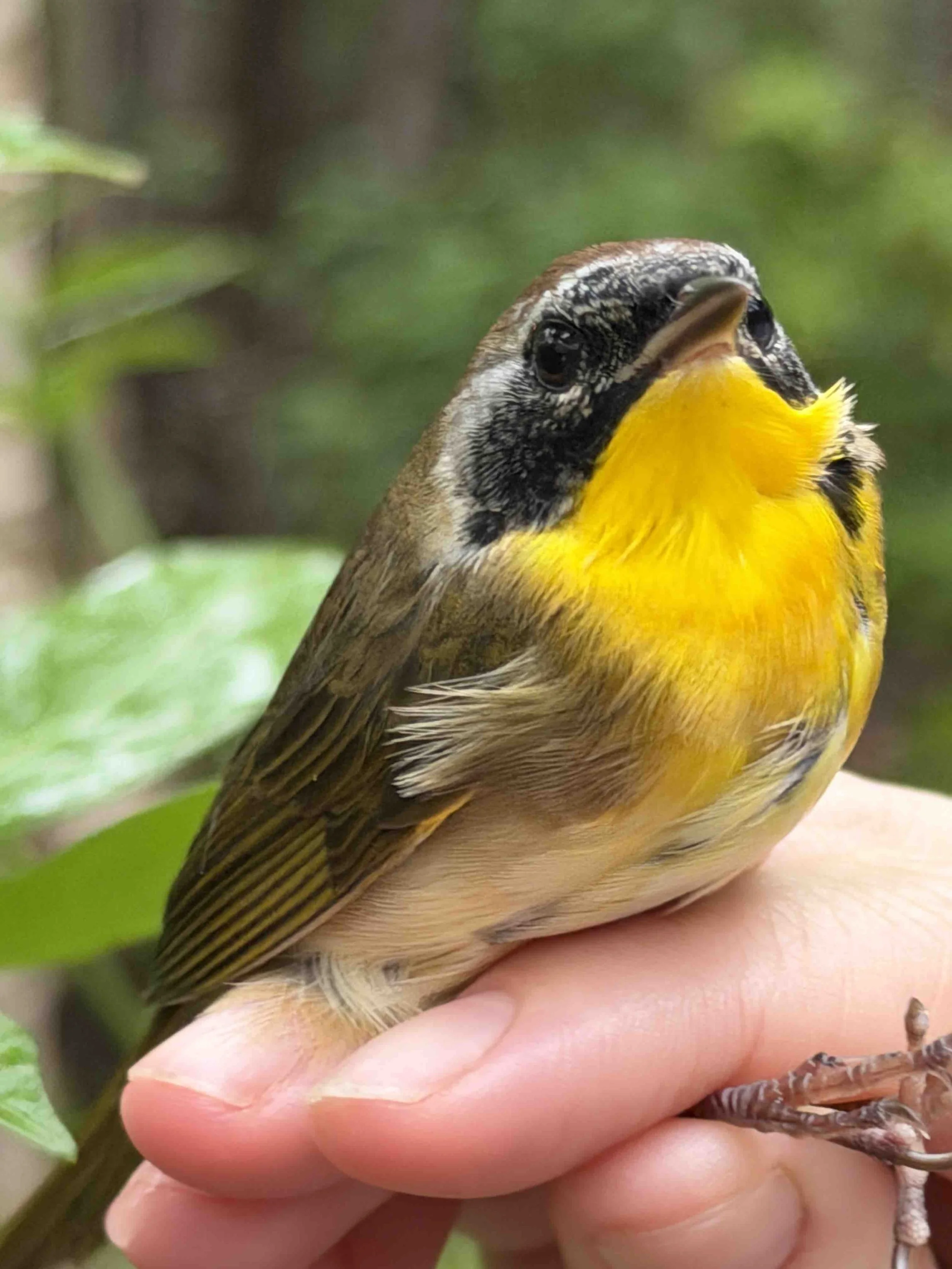  Common Yellowthroat 