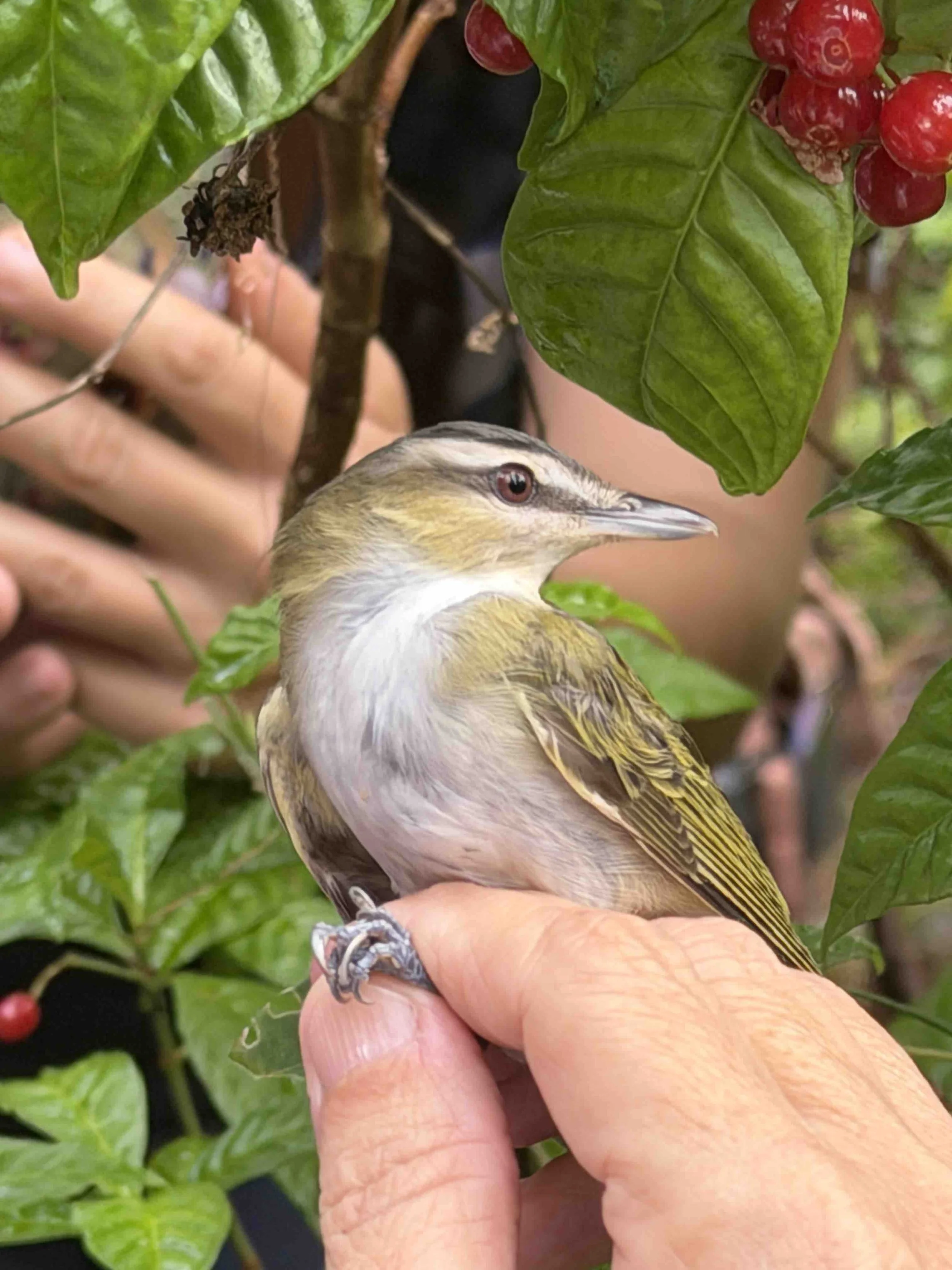  Red-eyed Vireo 