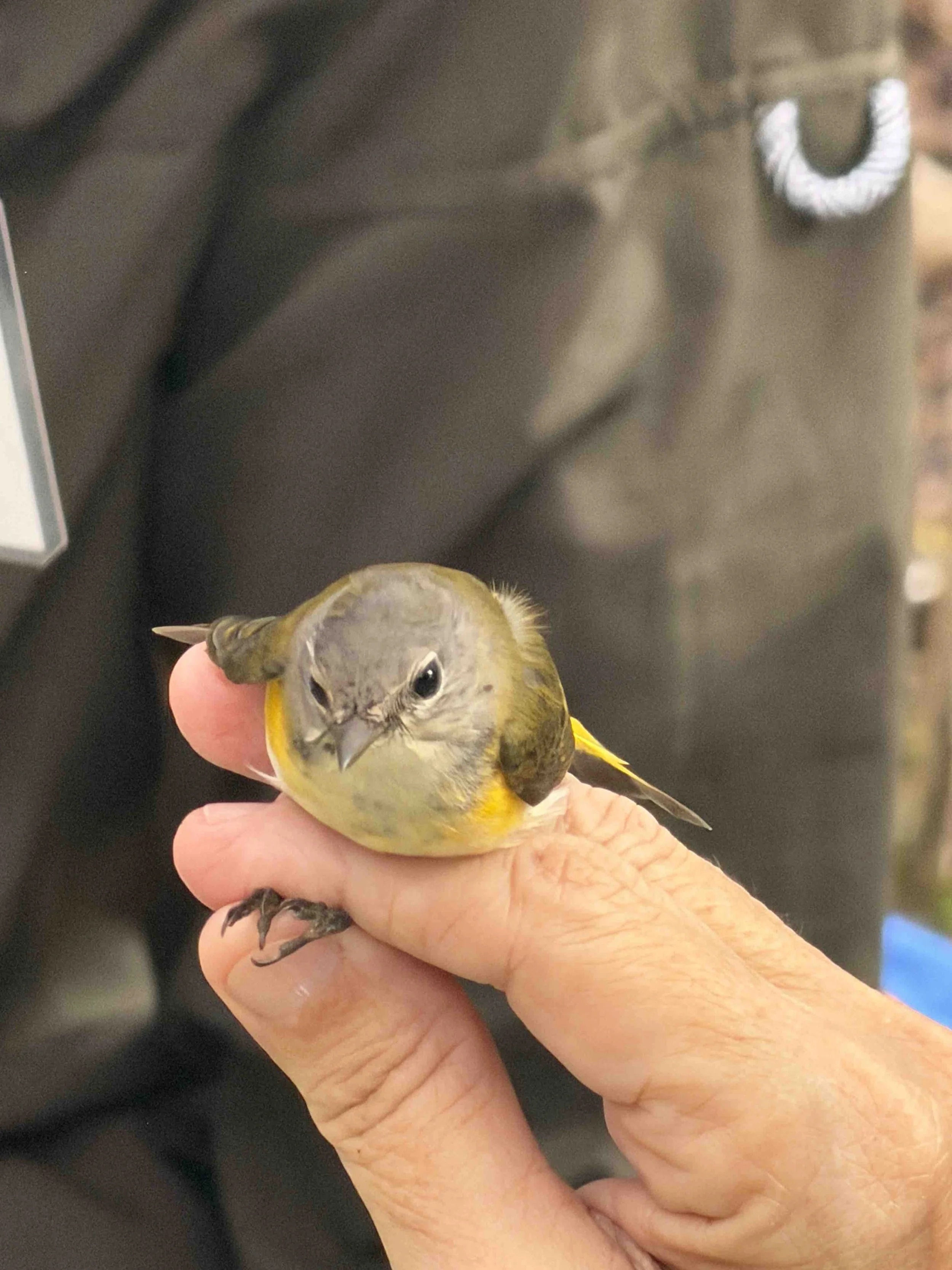  American Redstart 