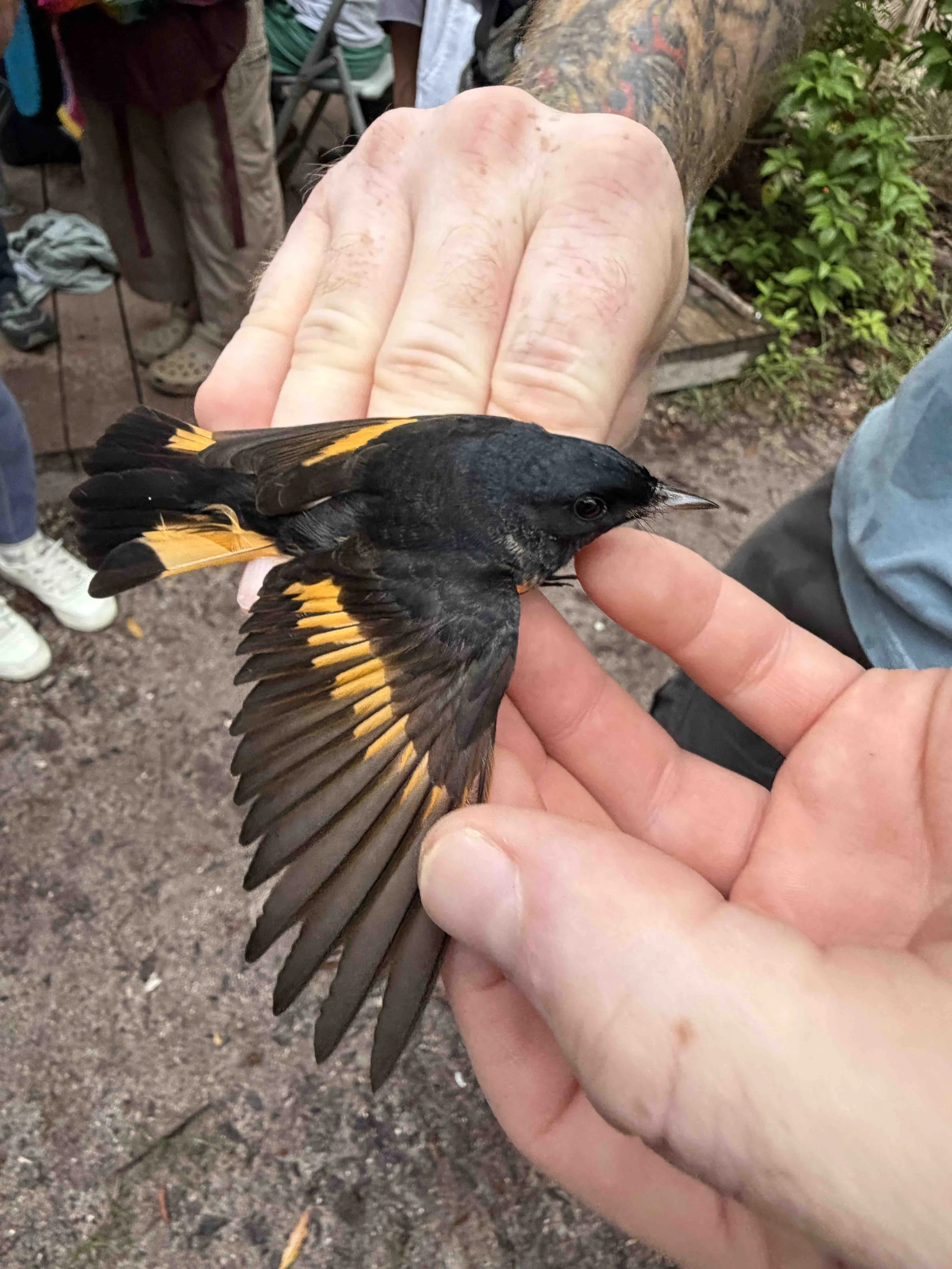  American Redstart 