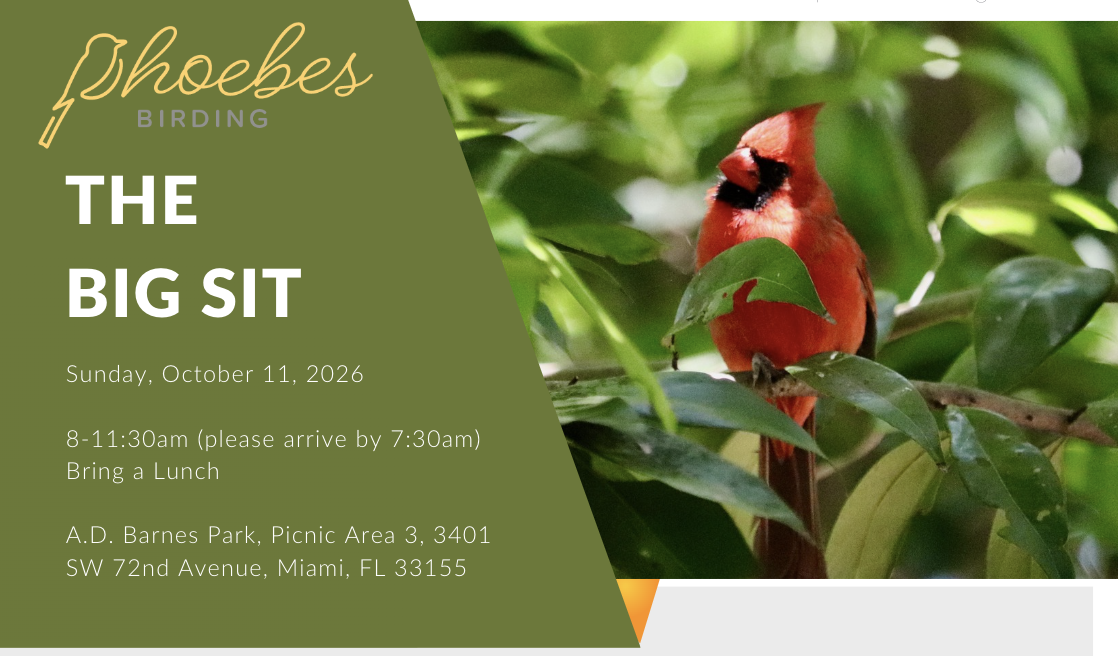 A Phoebes 5th Annual "Big Sit"   