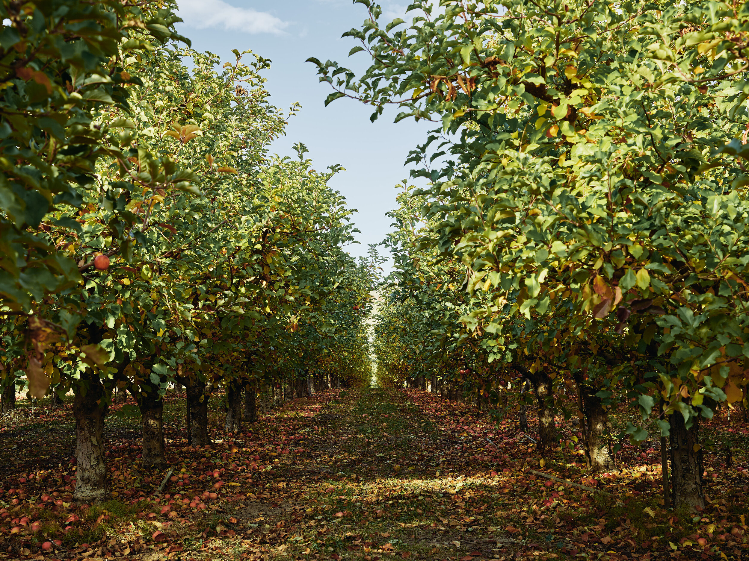 Collins Family Orchards Organic Honeycrisp Apples – Local Yokels