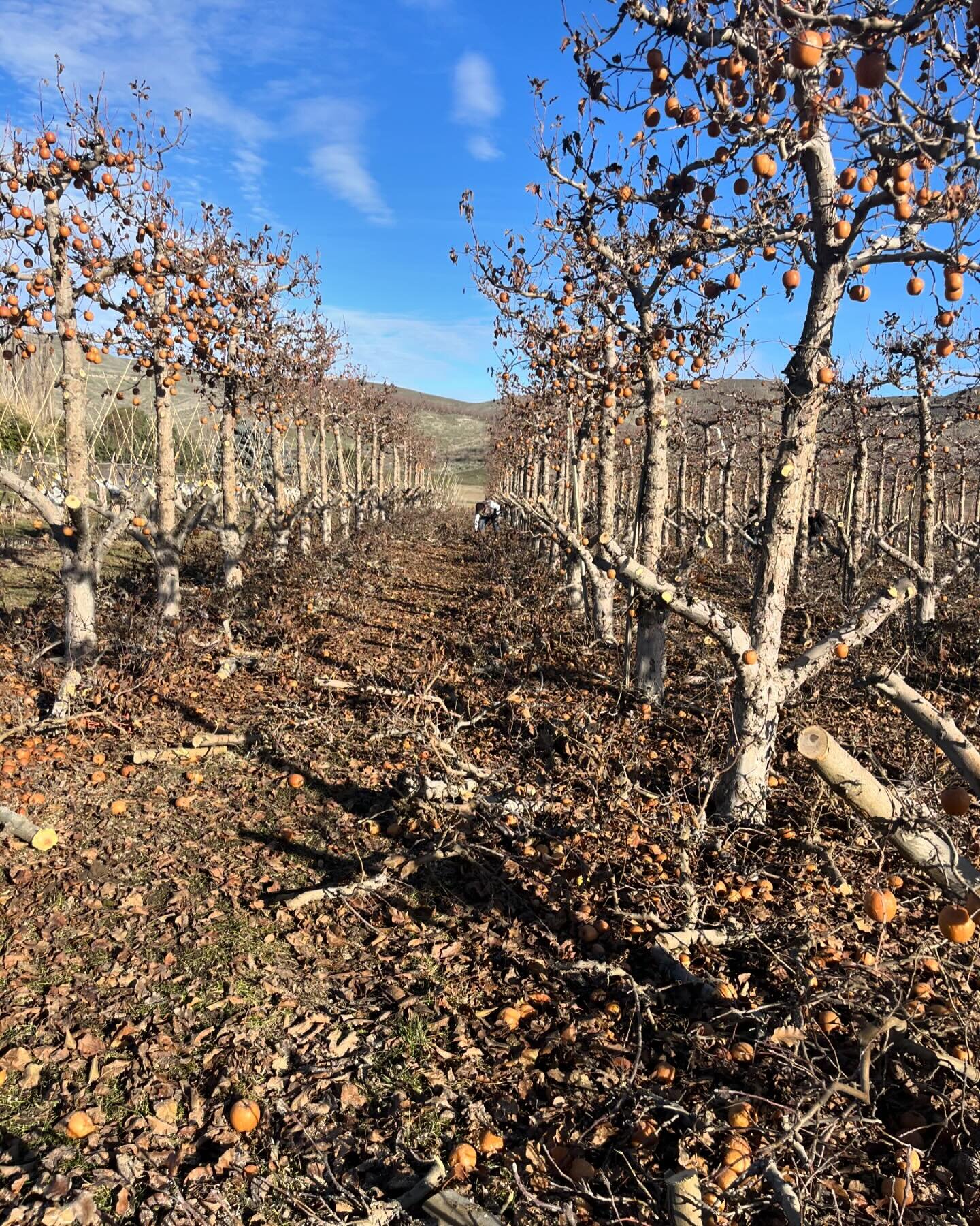 &lsquo;Tis the season for grafting!

We are cutting back these older Pink Lady trees to graft them over to pink fleshed apple varieties like Mountain Rose and Lucy Glo.

By grafting we can keep the mature root stock and have these &ldquo;new&rdquo; t