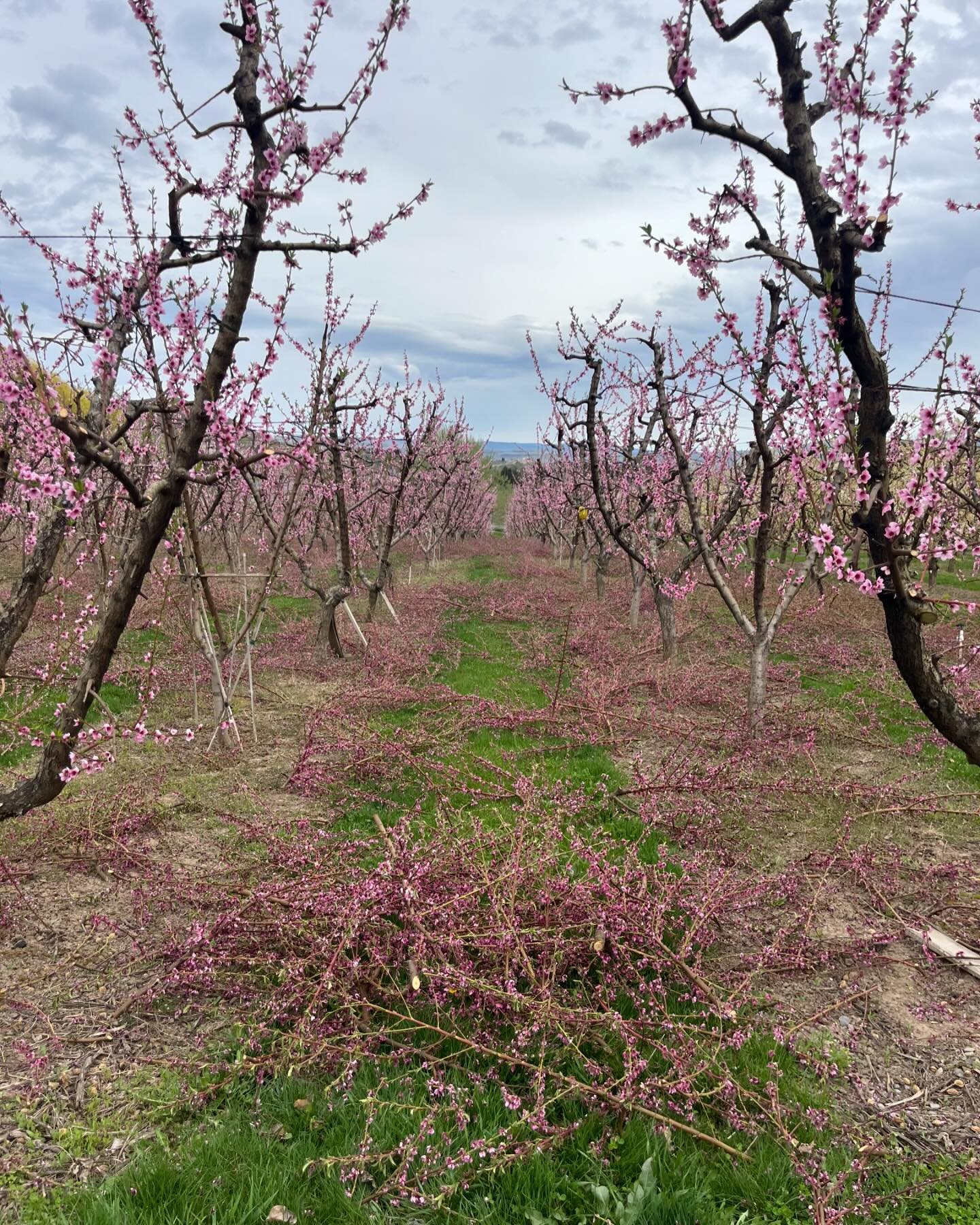 Getting some pruning done this week. 
Not a bad view with the orchard in bloom!