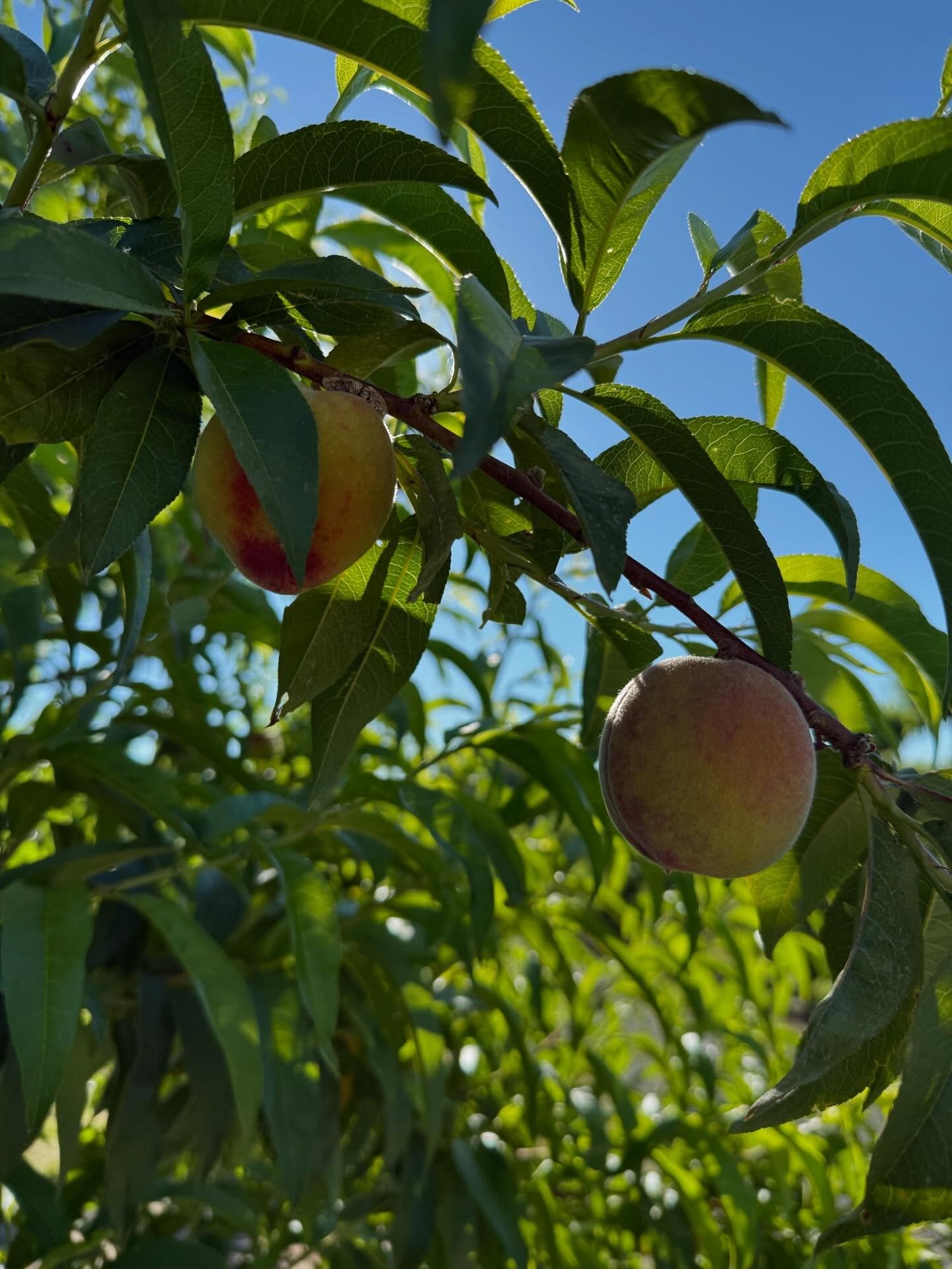 The 🍑 are getting bigger and bigger each day!