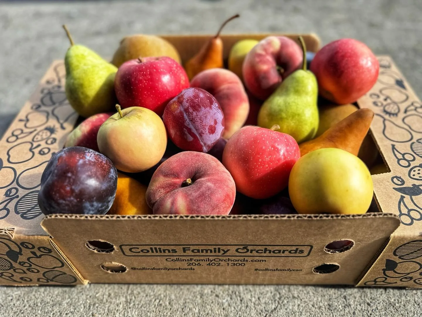 π βΌοΈREST IN PEACHES ππ»
This is it — our final round of late-season donut peaches! One weekend only before they vanish into orchard legend. 
This weekend, rain or shine, we’ve got peaches, pluots, apples, pears, and plums ready to bri