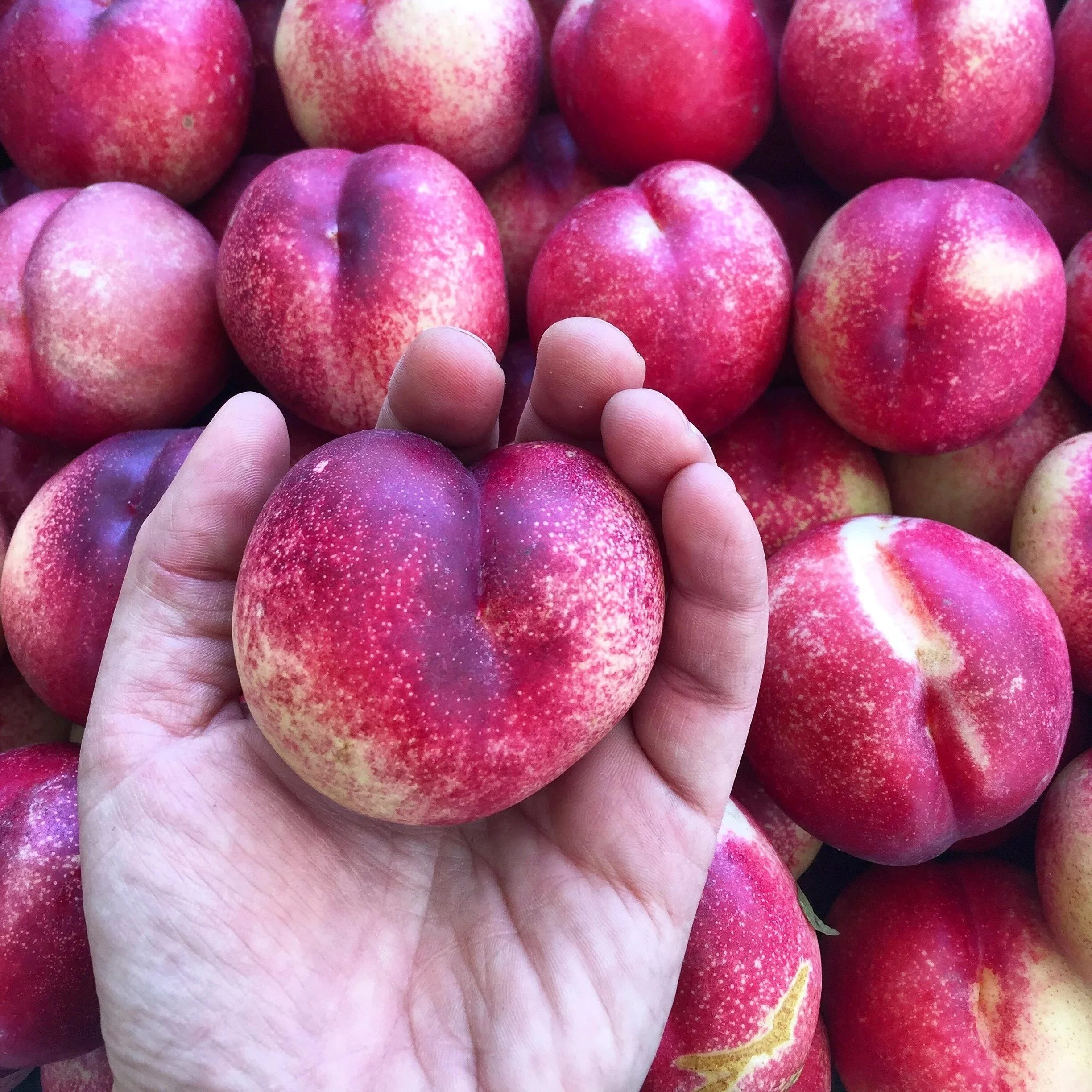 heart+shaped+white+nectarine.jpeg