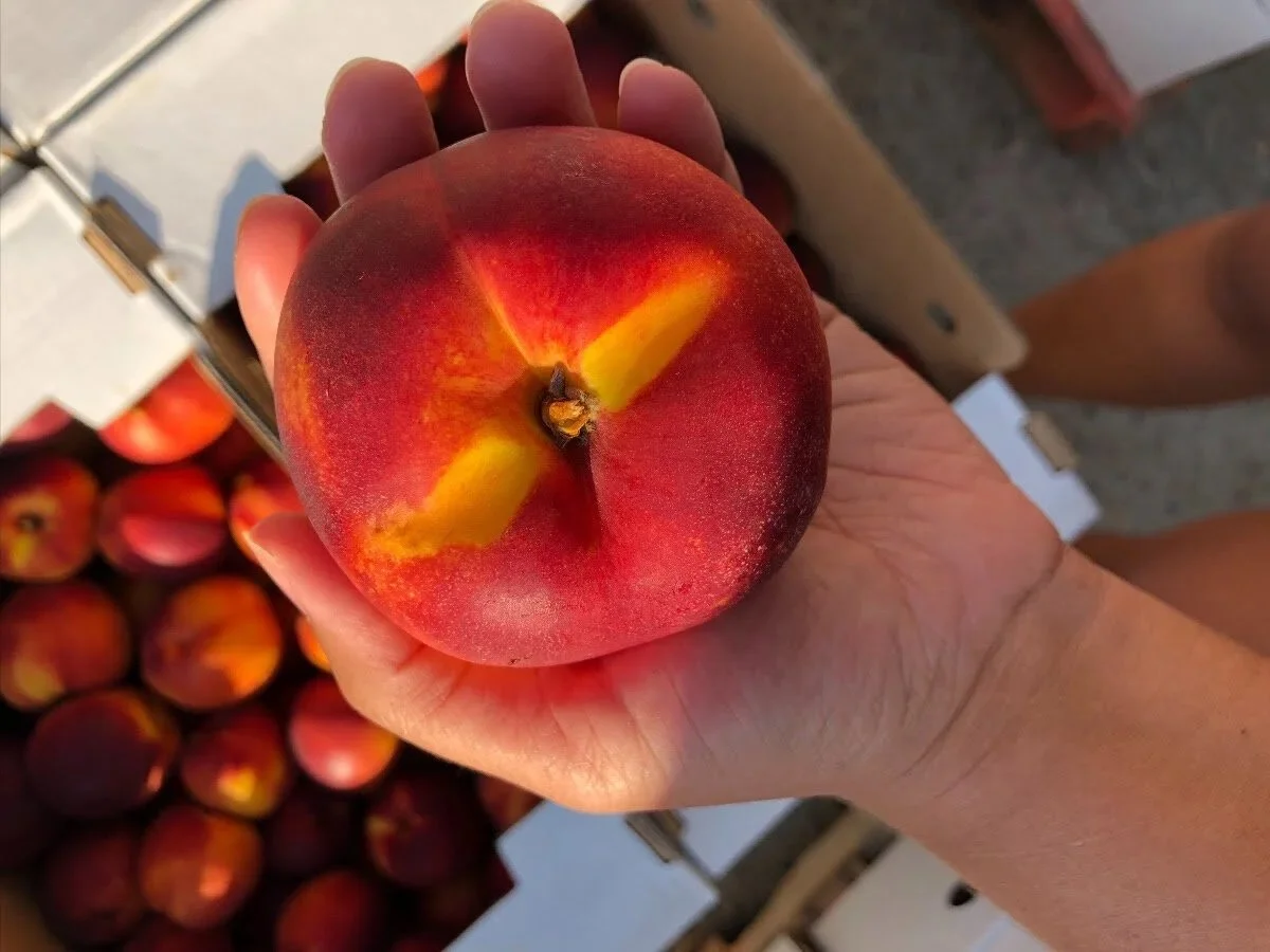 yellow nectarine.jpeg