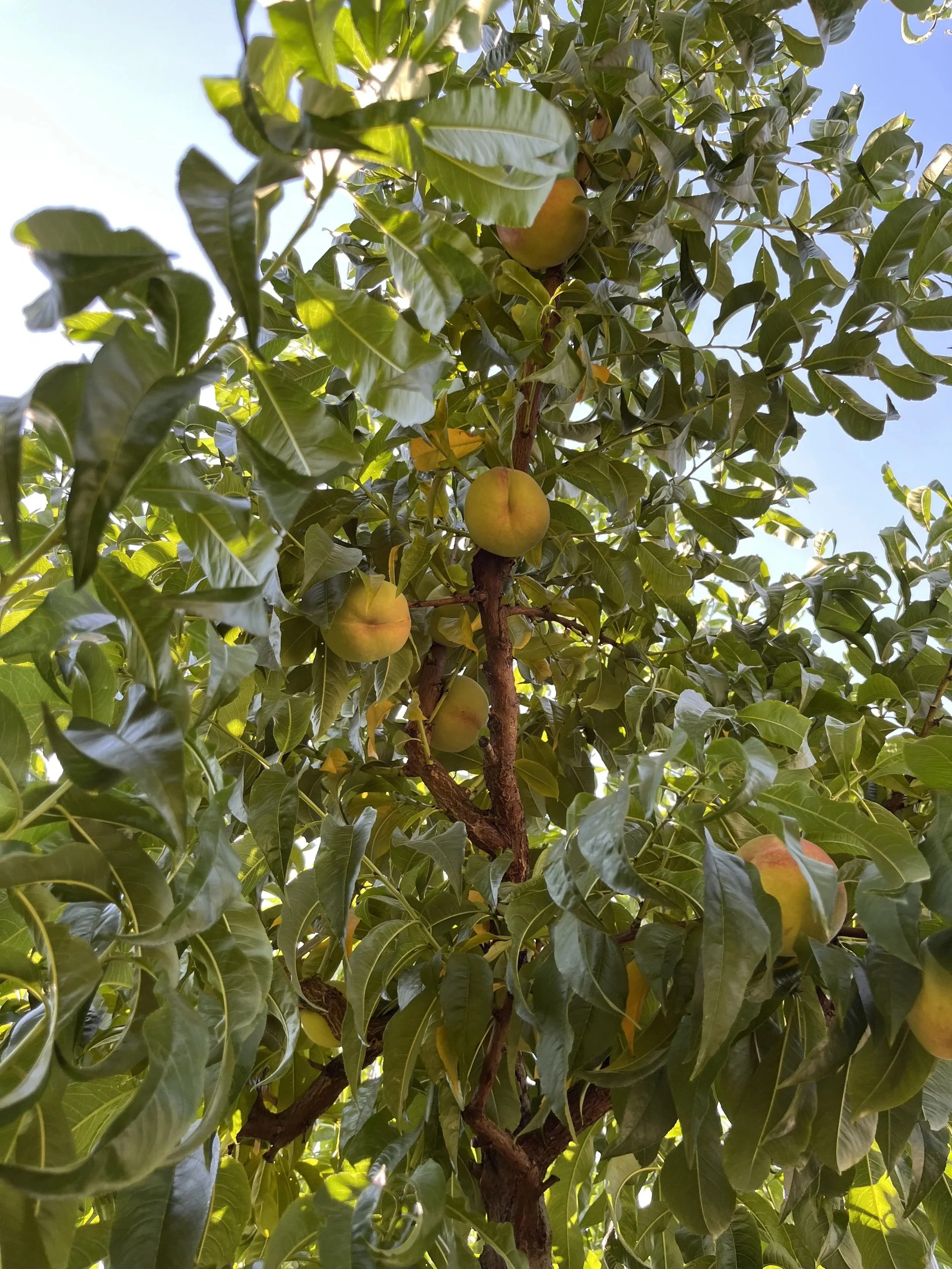 peach+tree.jpeg
