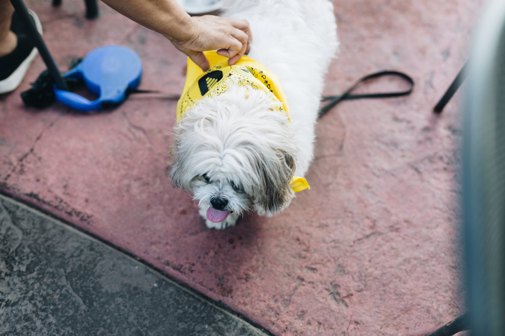 bumble-date-my-dog-x-nylonsaddle-2018-19.jpg