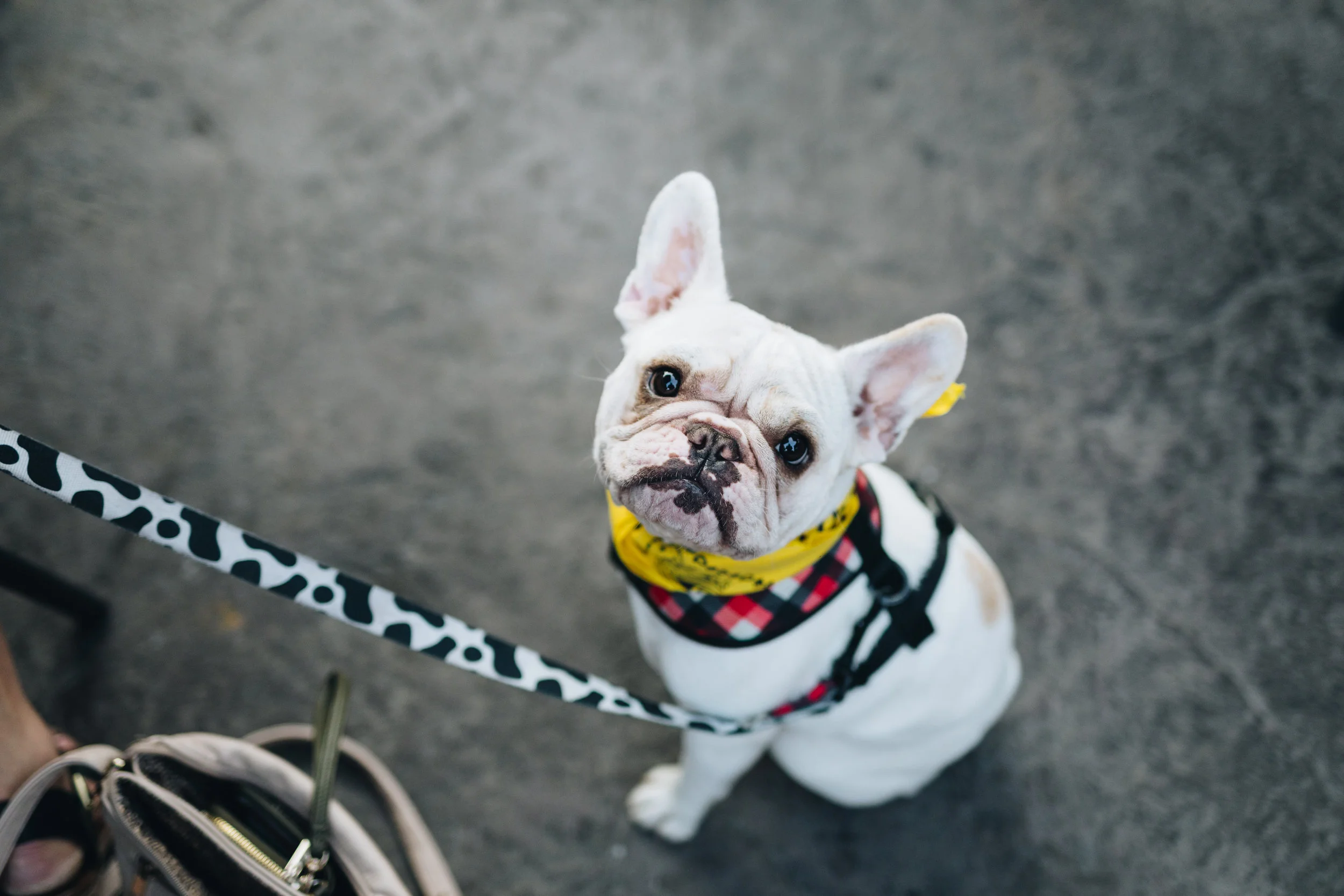 Date My Dog
