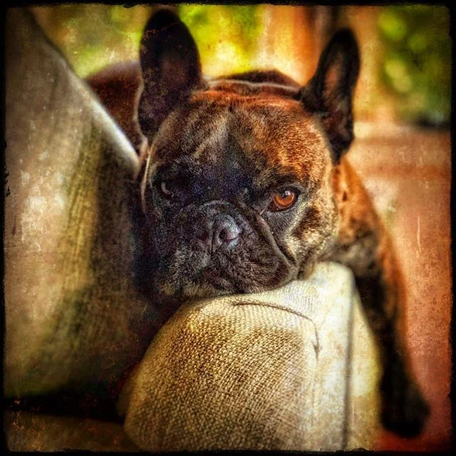 Doug the Dog on a Break