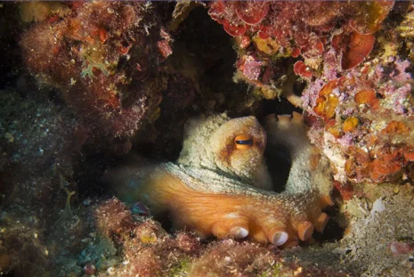 International Diver Mag Image 02a.jpg