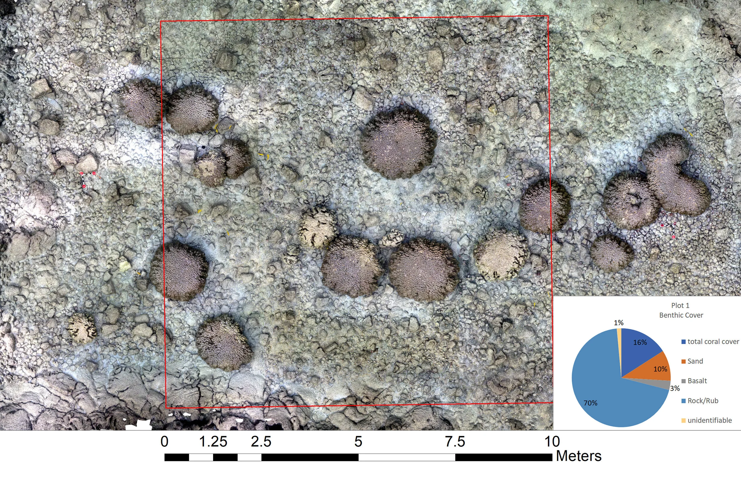 Survey Plot 1 - Seven Sisters Benthic Cover Orthomosaic