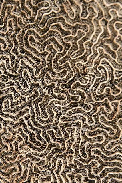 grooved brain 2.jpg