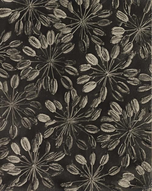 Karl Blossfeldt