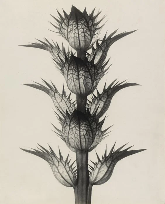 Karl Blossfeldt