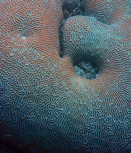 Brain coral