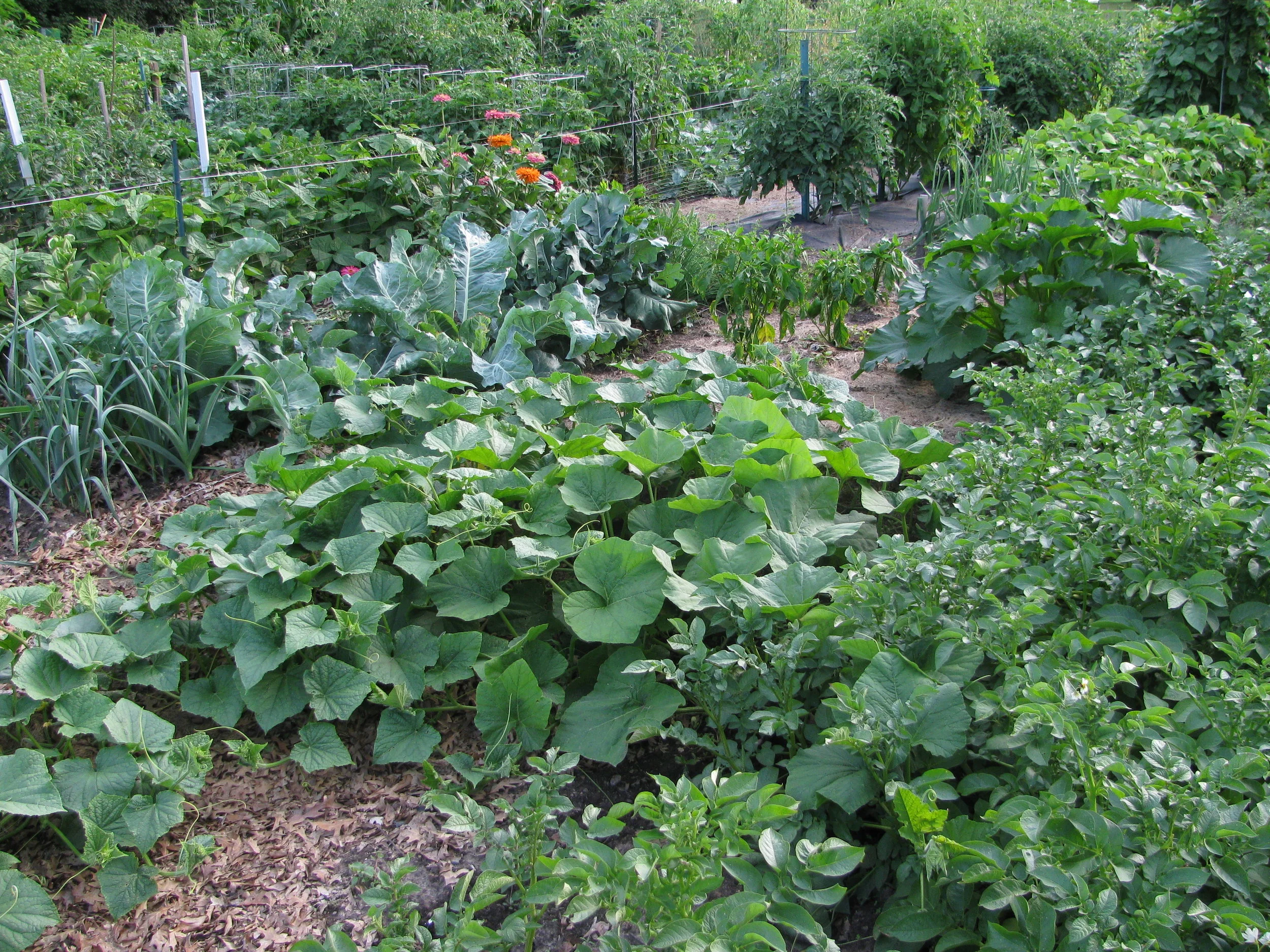 healthy_garden.jpg