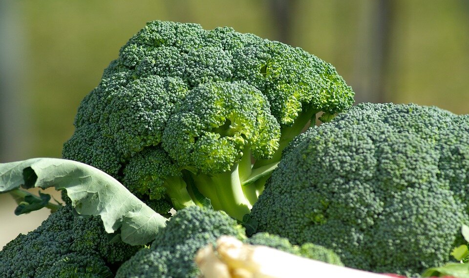 broccoli.jpg