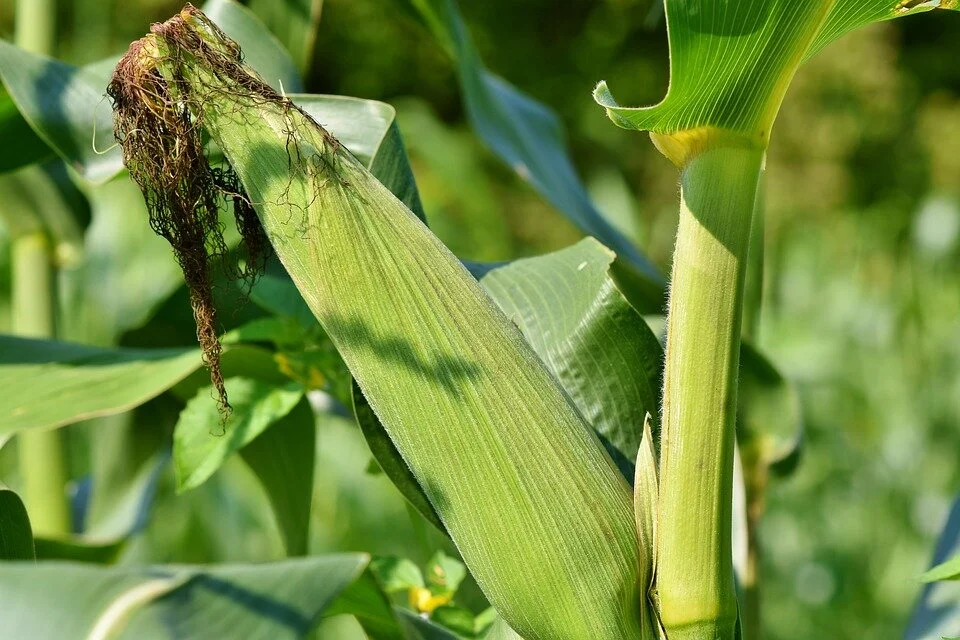 corn.jpg