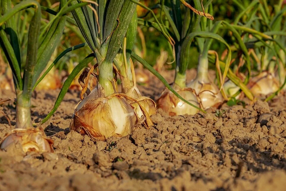 onions.jpg