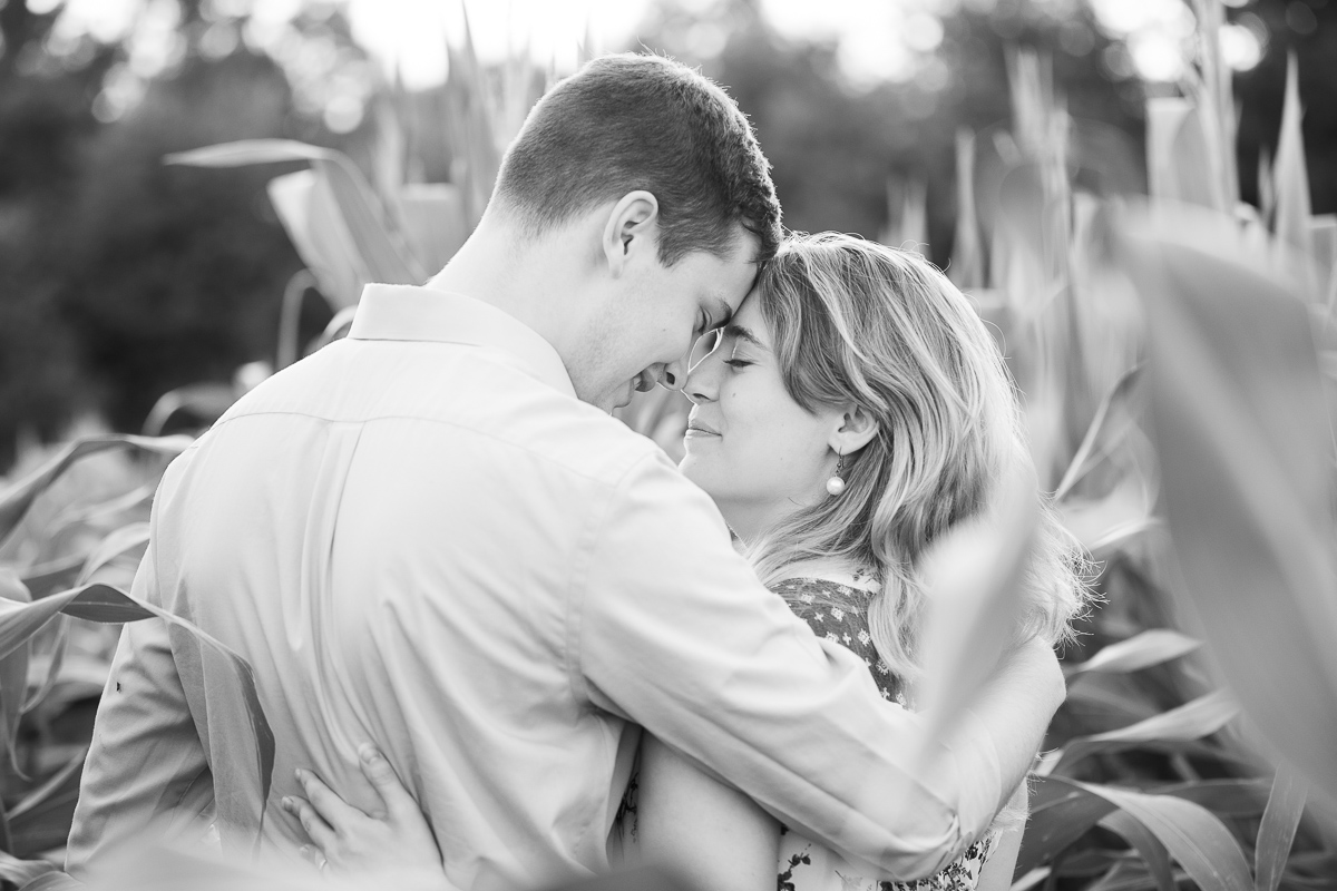 Golden hour engagement photo session in a corn field