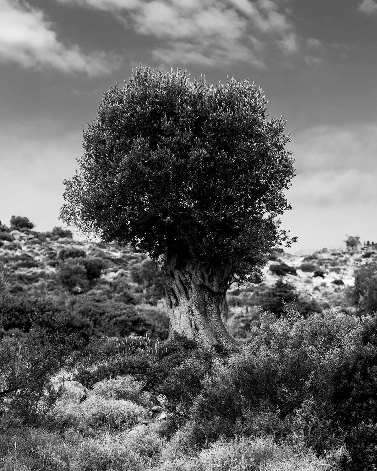 Jerome Clark, Olive Tree, 2019, inkjet on archival paper, 8 x 10 inches, 13 x 16 inches framed