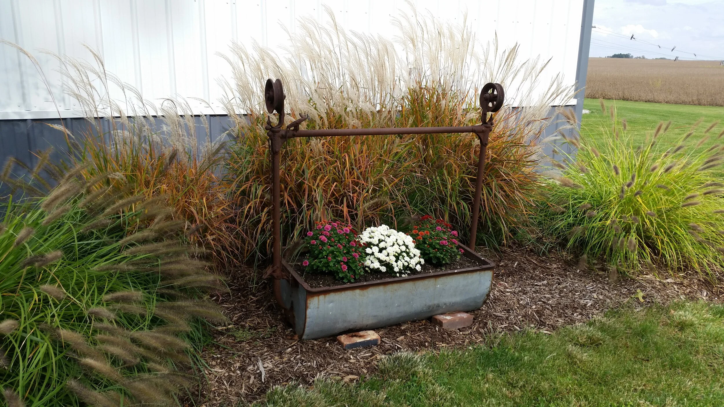 Lori’s mums look great, even as the weather gets chilly!