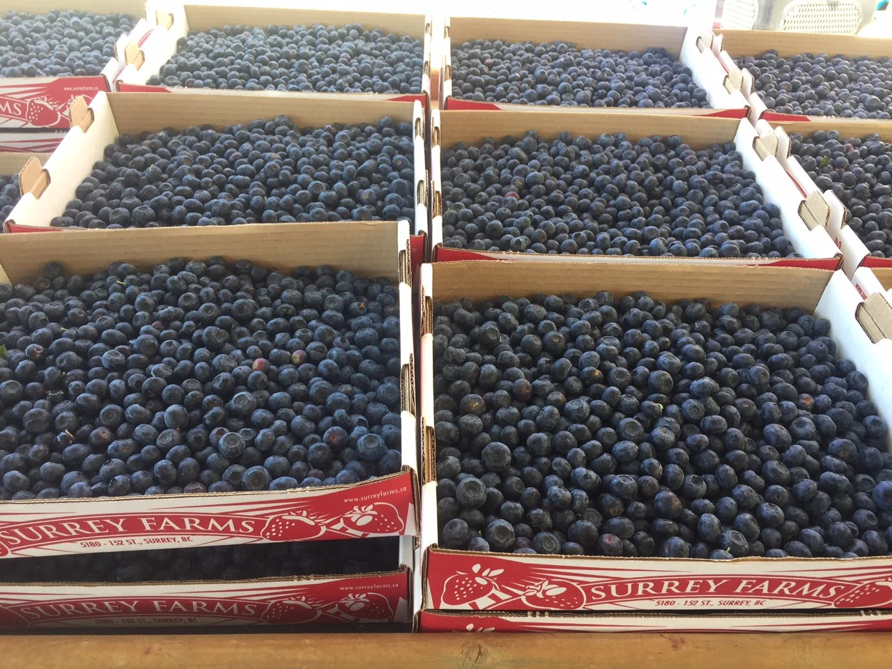 bluberry.jpeg